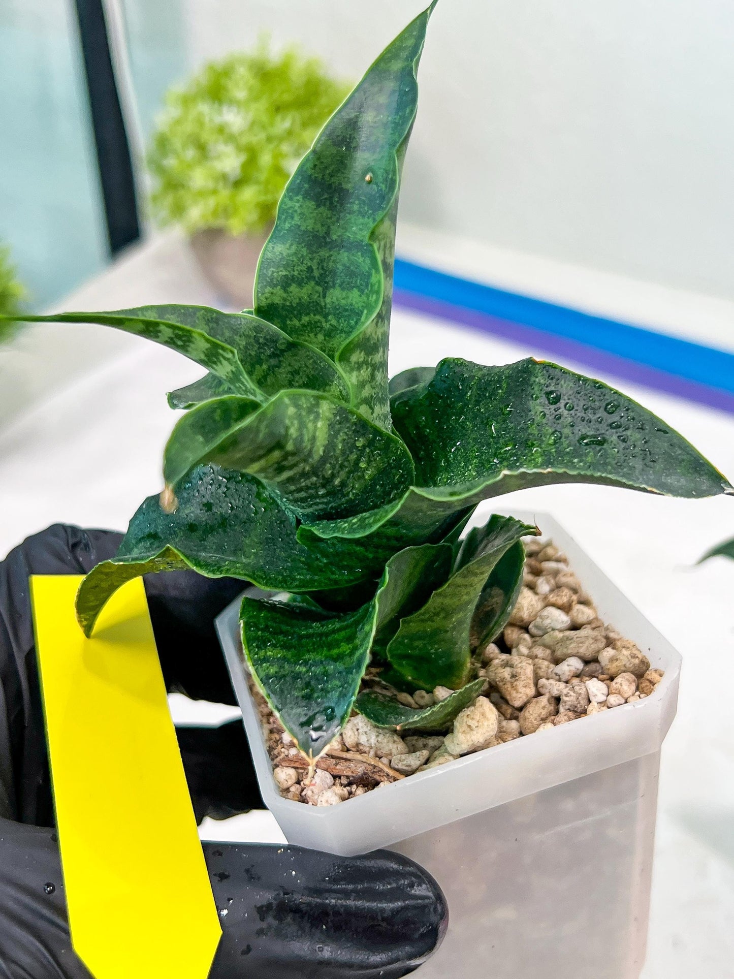 Sansevieria Mbois (H30) | Imported Snake Plant