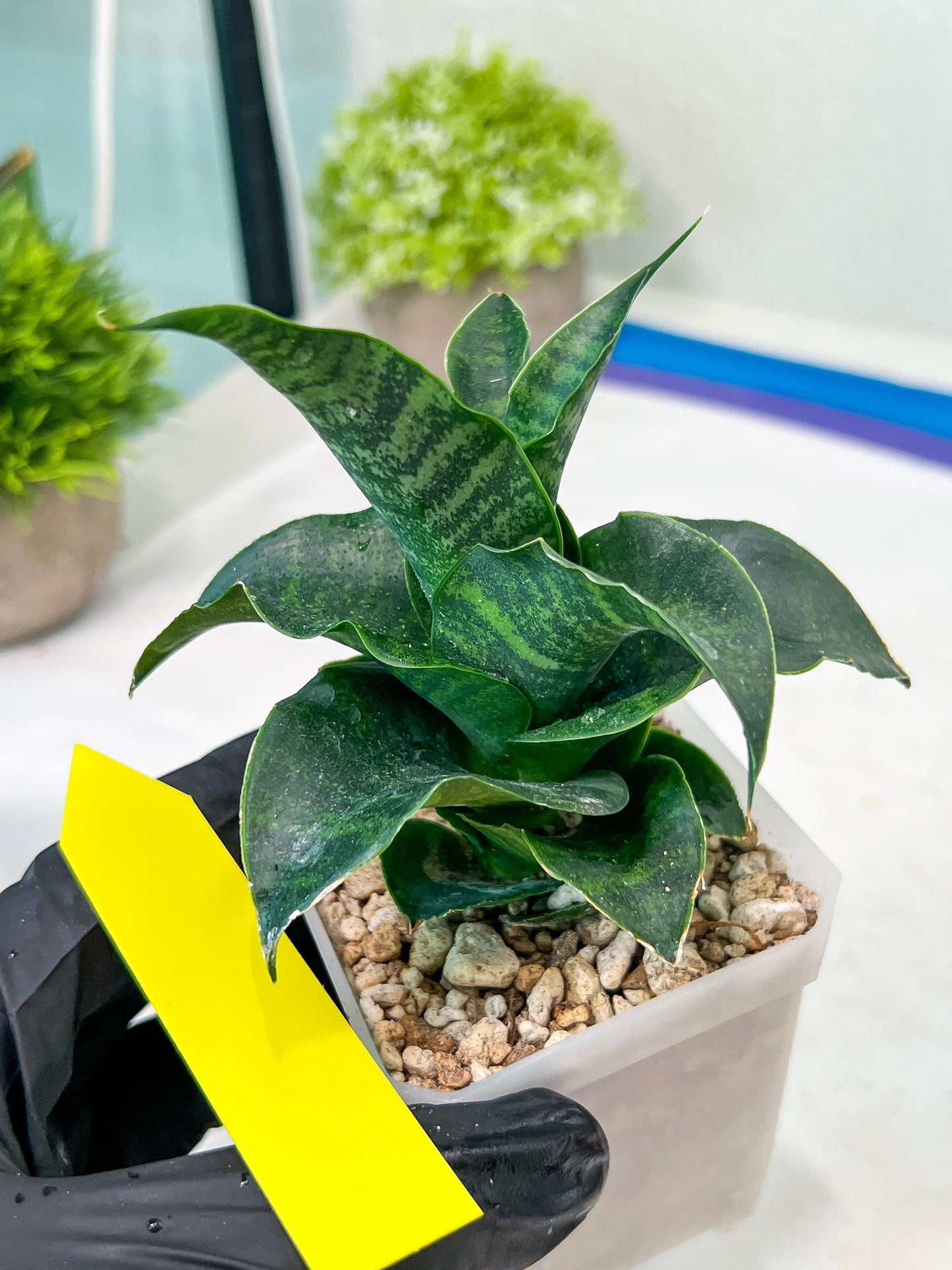 Sansevieria Mbois (H30) | Imported Snake Plant