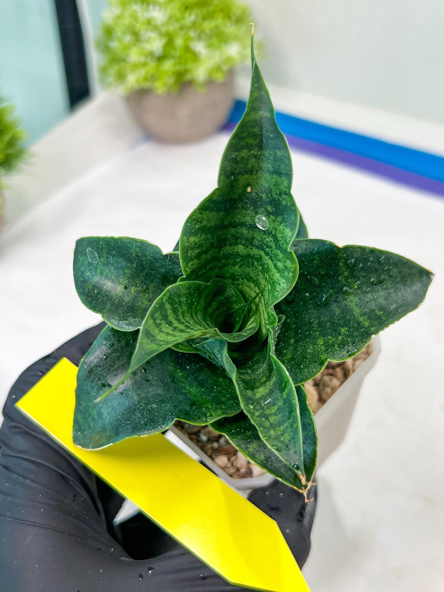 Sansevieria Mbois (H30) | Imported Snake Plant