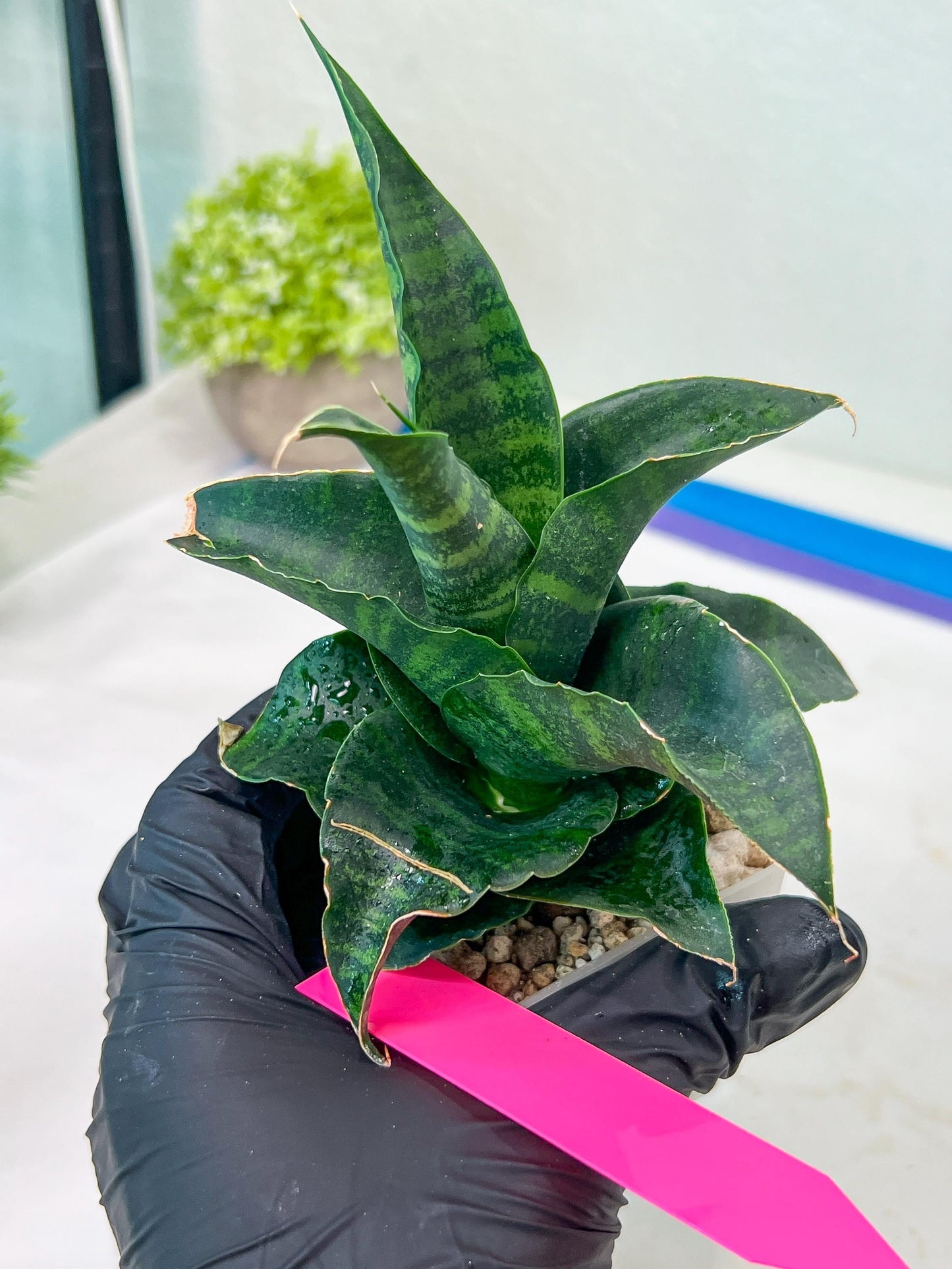 Sansevieria Mbois (H30) | Imported Snake Plant
