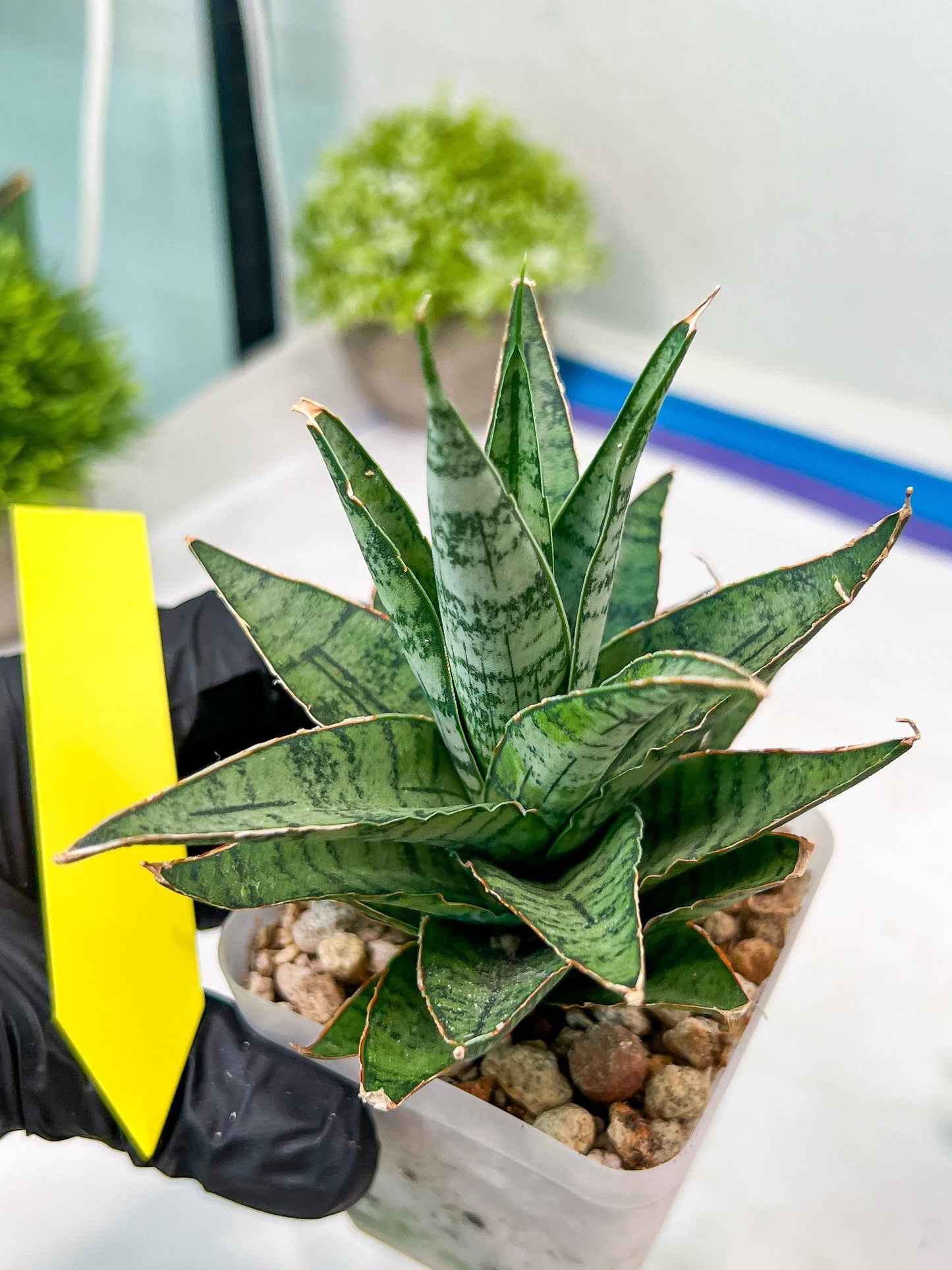 Sansevieria Sweet Celery (H31) | Imported Plants