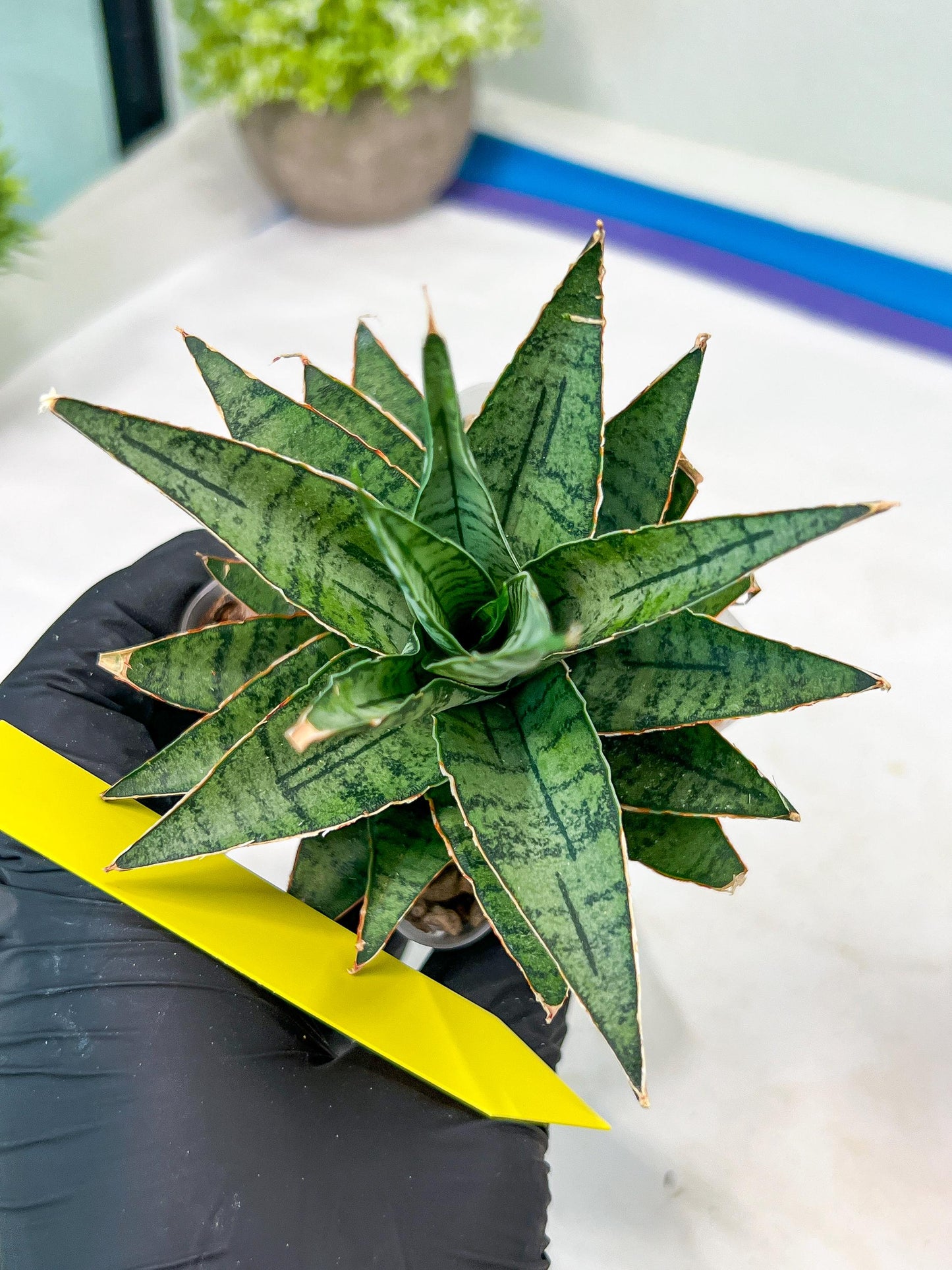 Sansevieria Sweet Celery (H31) | Imported Plants
