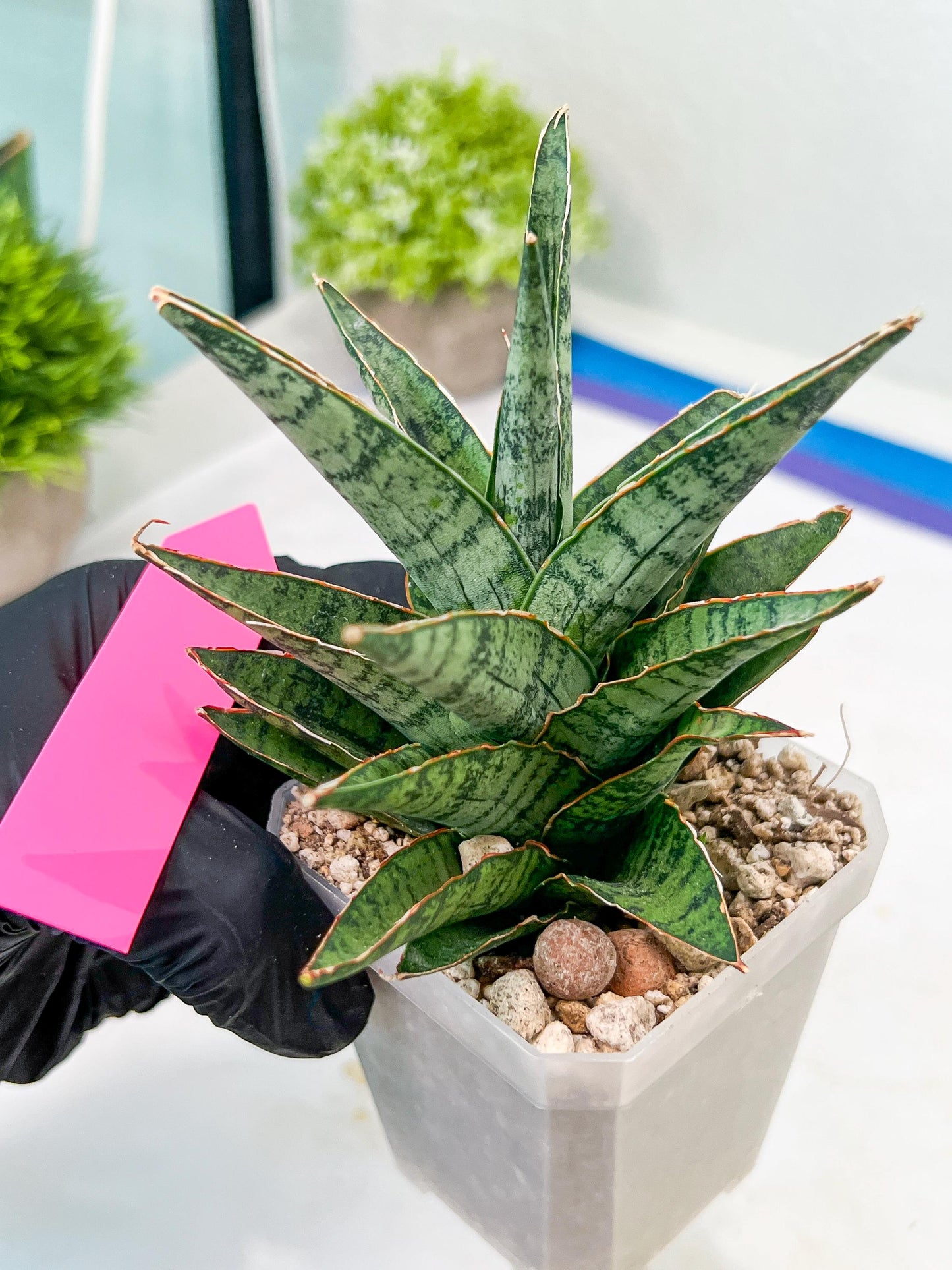 Sansevieria Sweet Celery (H31) | Imported Plants