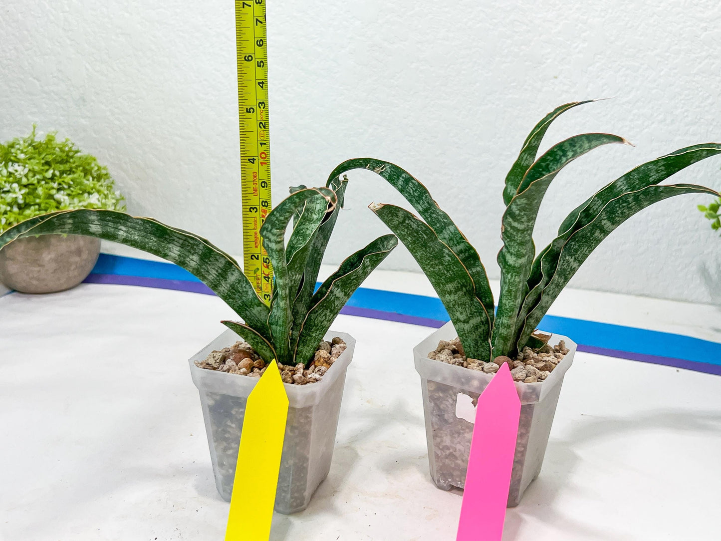Sansevieria Nalika (#H32) | Rare Imported Snake Plants