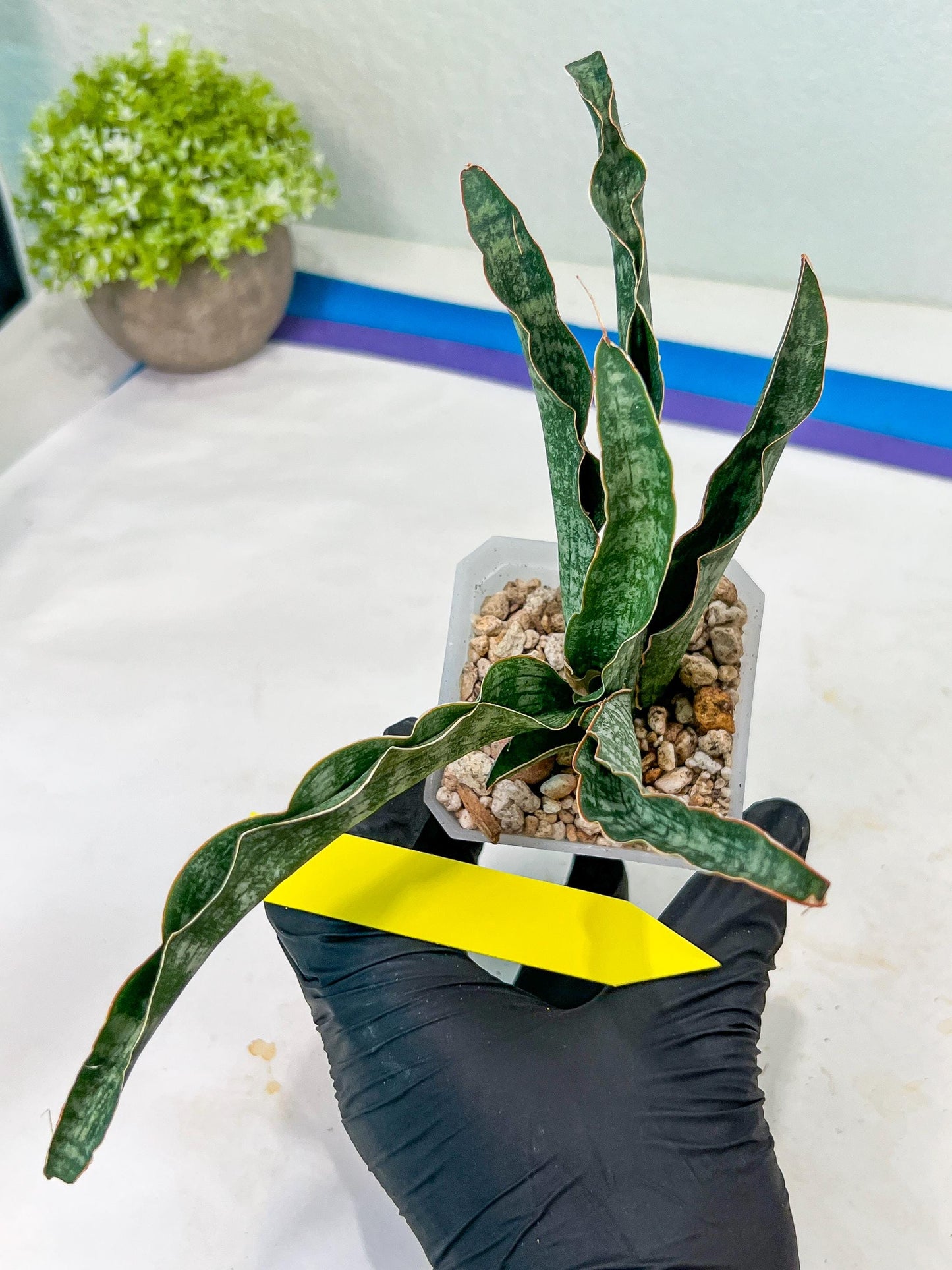 Sansevieria Nalika (#H32) | Rare Imported Snake Plants