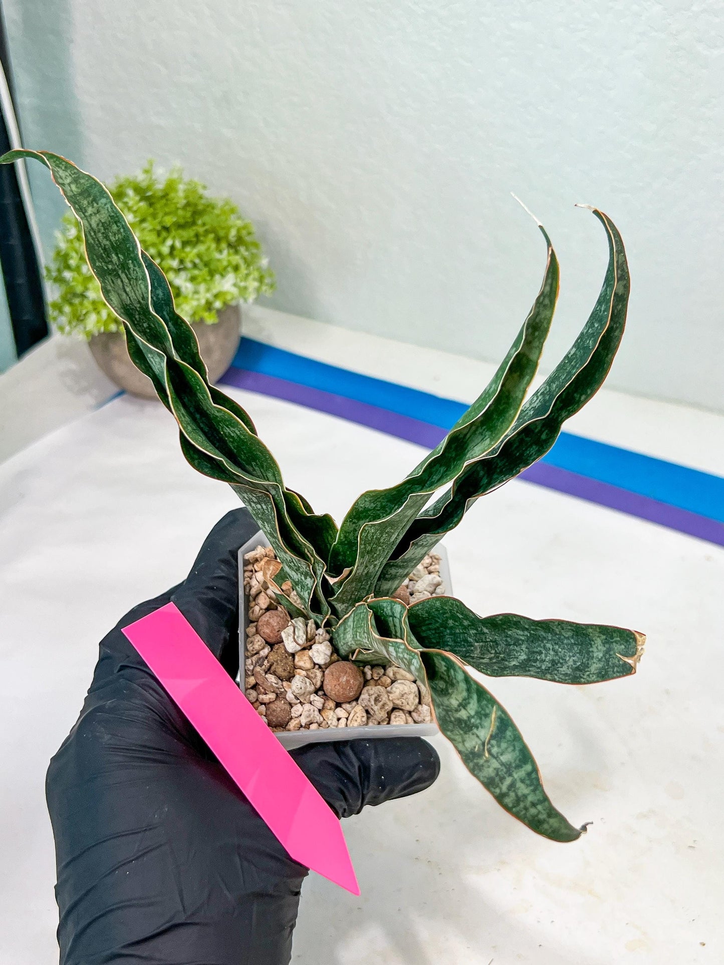 Sansevieria Nalika (#H32) | Rare Imported Snake Plants