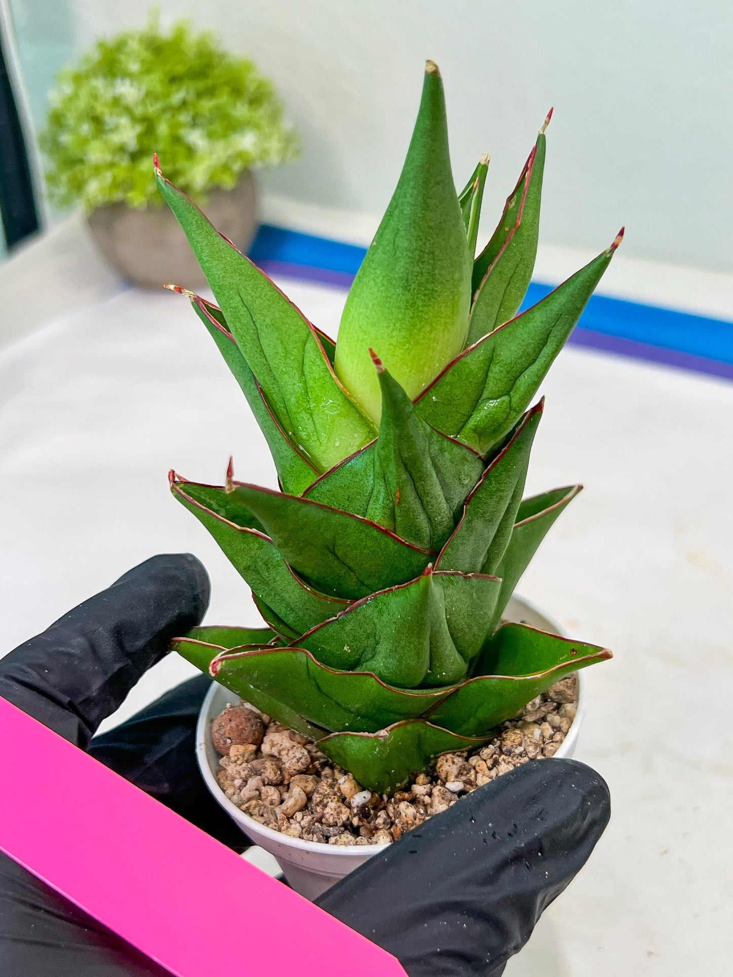 Sansevieria Armanu (#H33) | Imported Hybrid Snake Plants