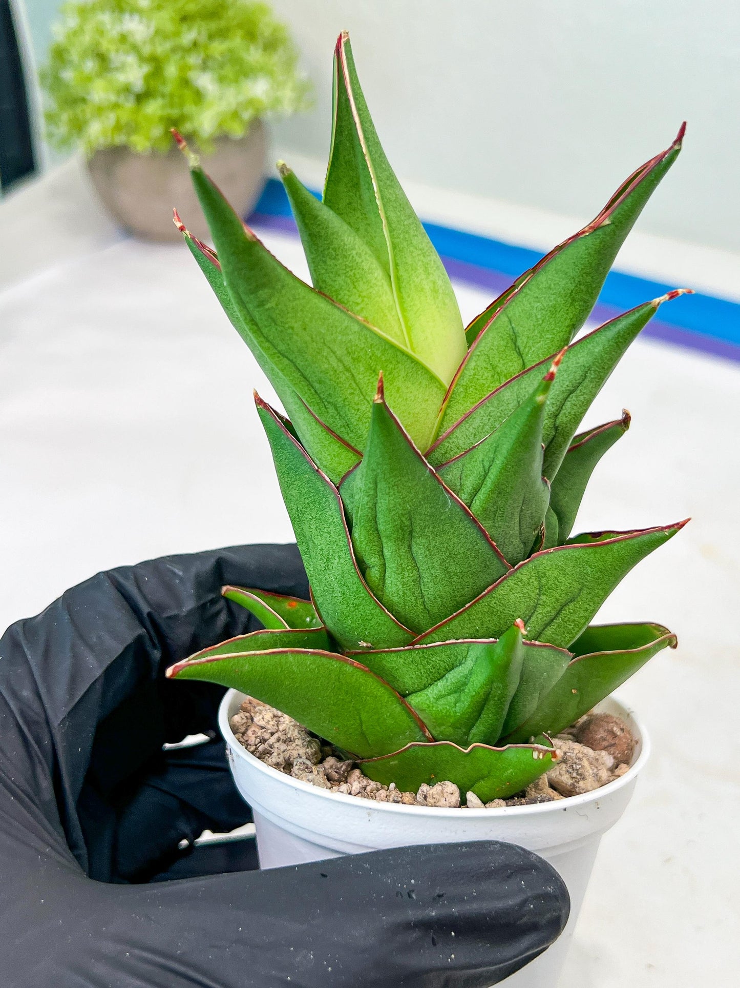 Sansevieria Armanu (#H33) | Imported Hybrid Snake Plants
