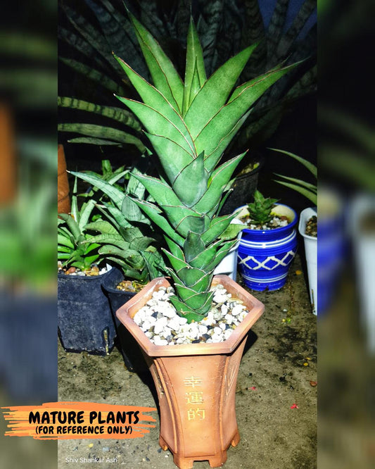 Sansevieria Armanu (#H33) | Imported Hybrid Snake Plants