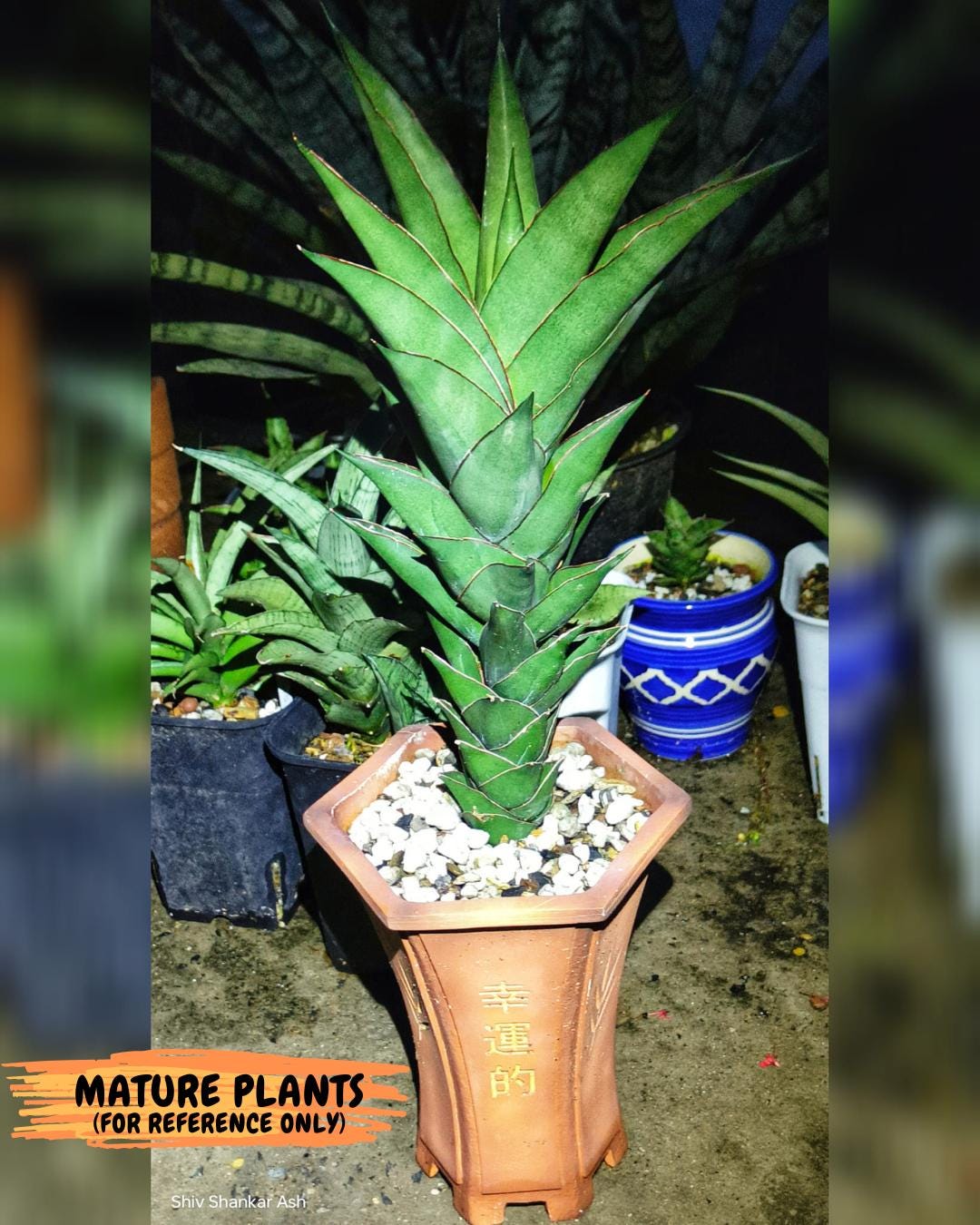 Sansevieria Armanu (#H33) | Imported Hybrid Snake Plants