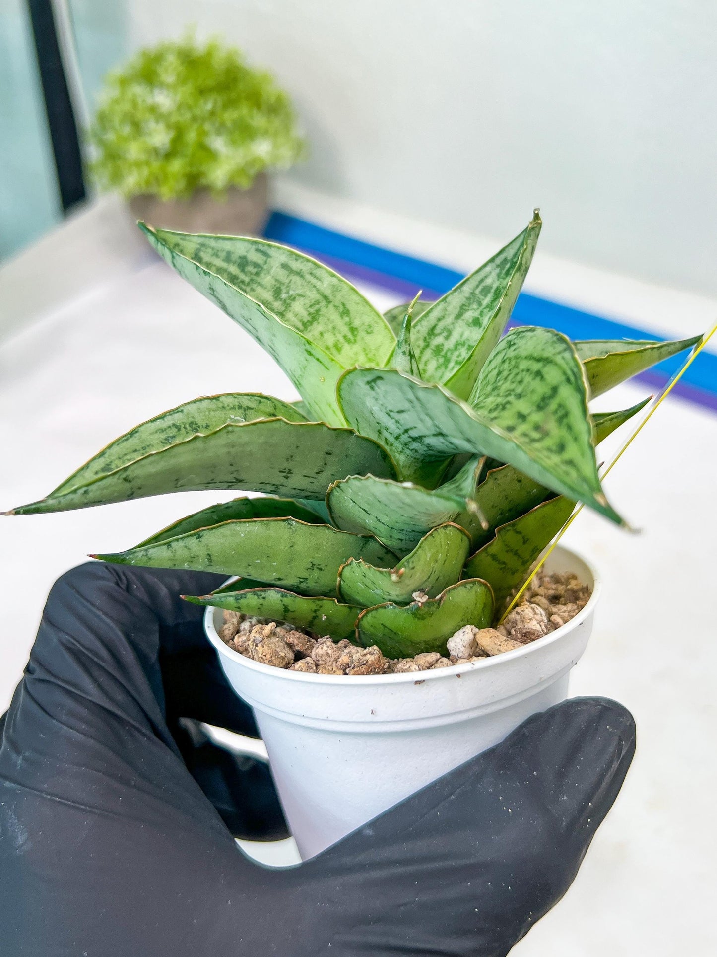 Sansevieria Bidadari (#H34) | Imported Hybrids