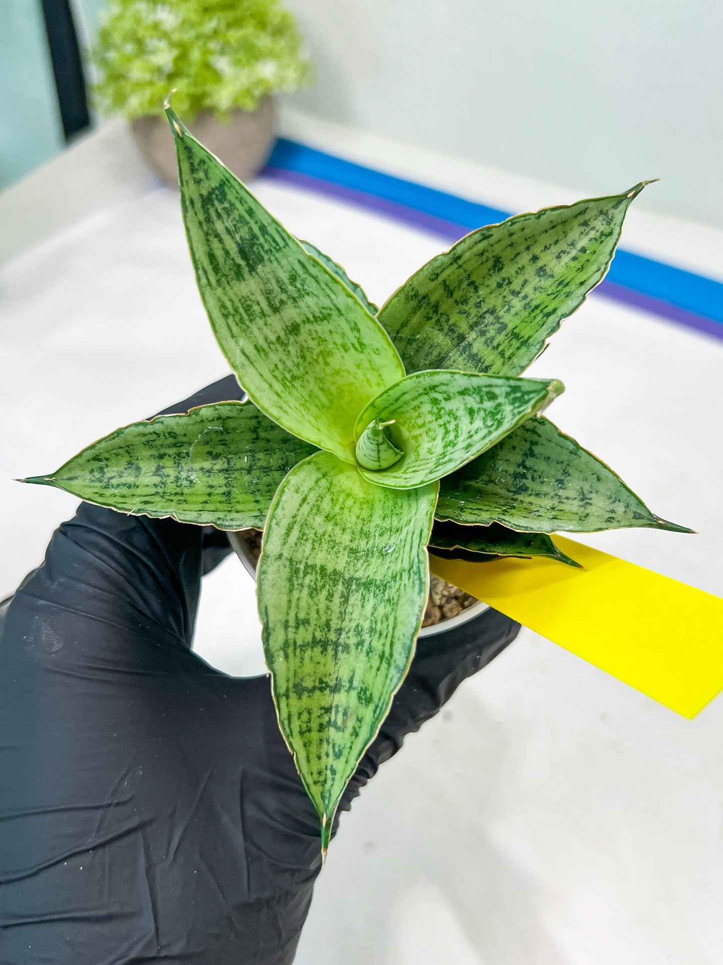 Sansevieria Bidadari (#H34) | Imported Hybrids