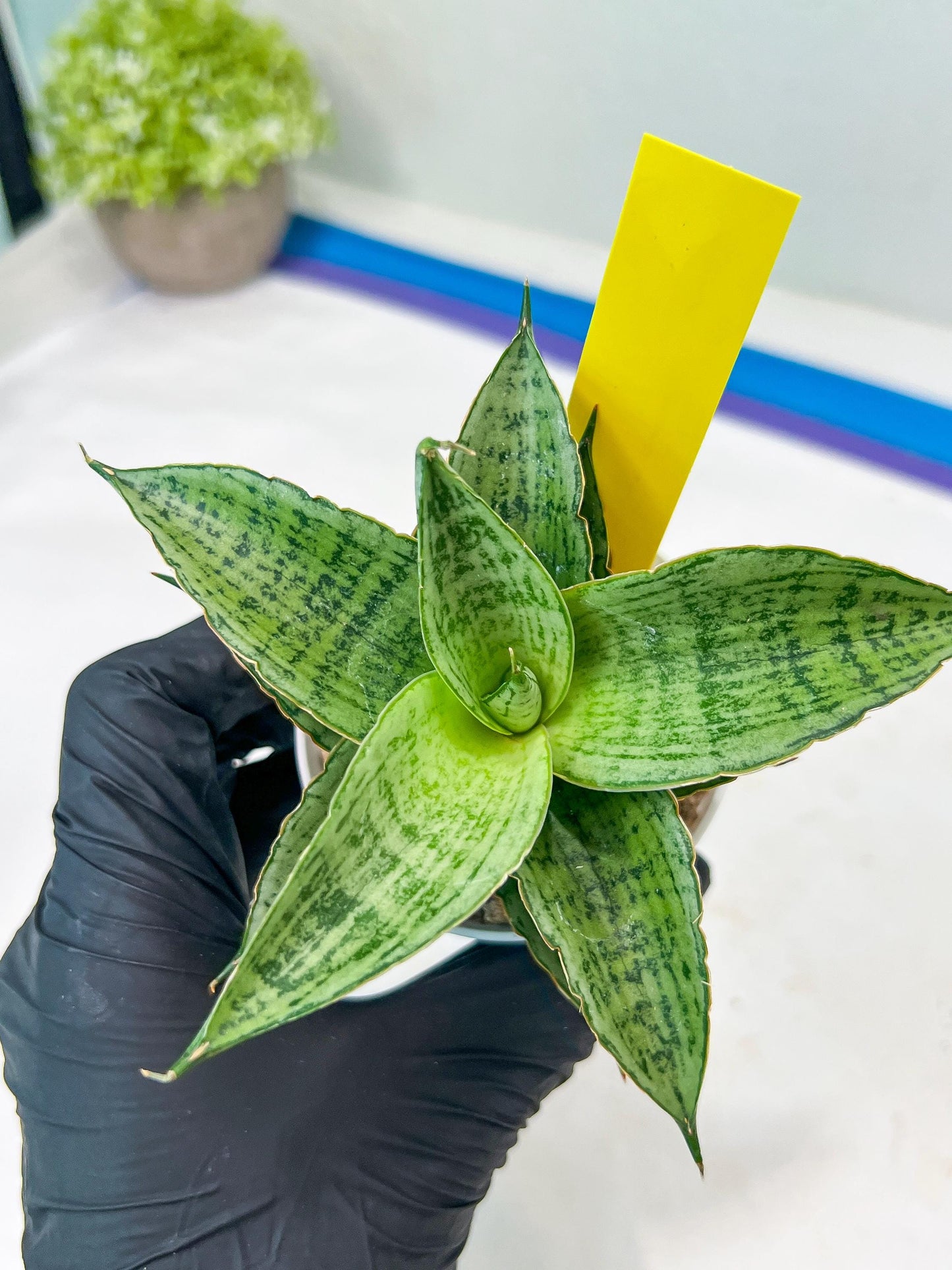 Sansevieria Bidadari (#H34) | Imported Hybrids