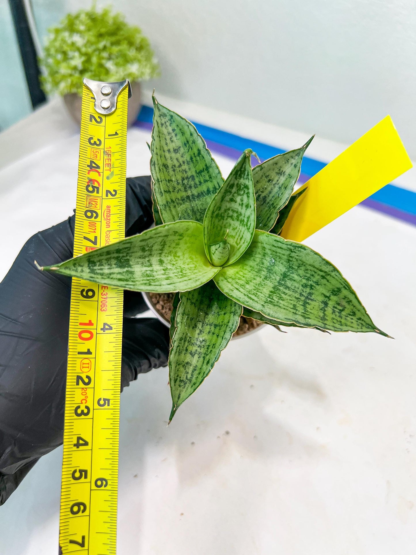 Sansevieria Bidadari (#H34) | Imported Hybrids