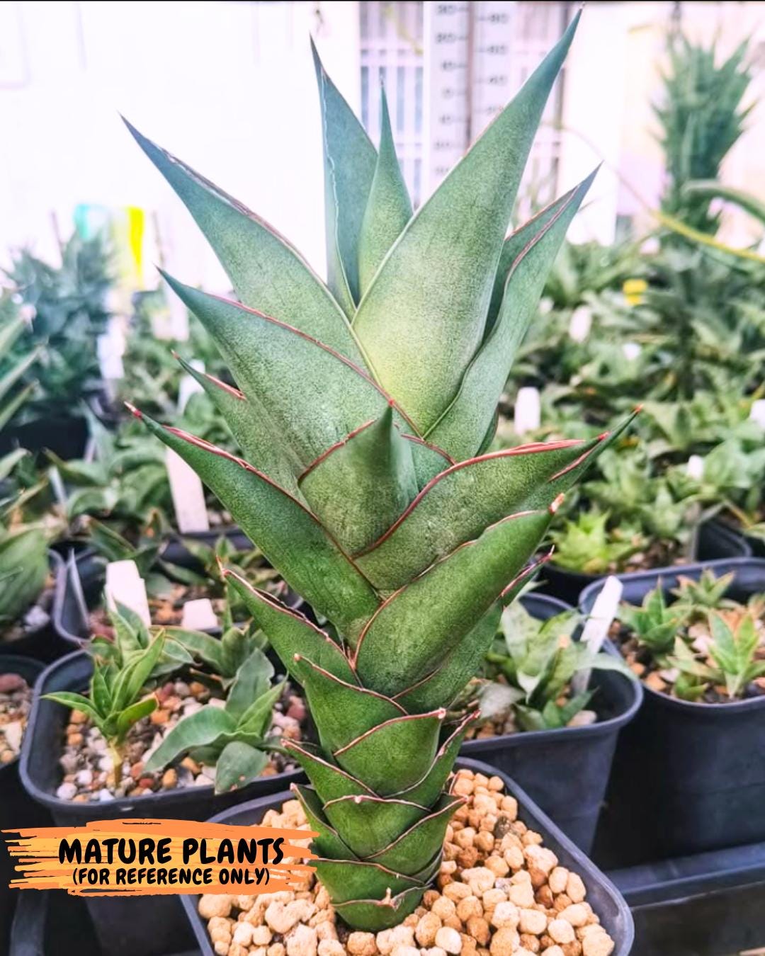 Sansevieria Armanu (#H33) | Imported Hybrid Snake Plants