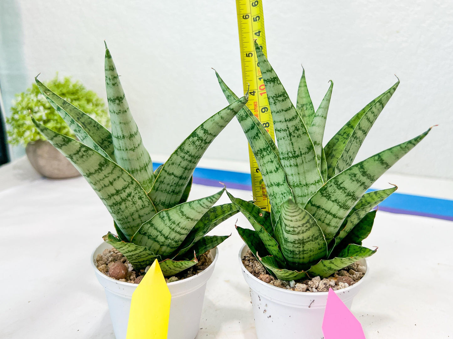 Sansevieria Galaxy (#H39) | Imported Hybrids