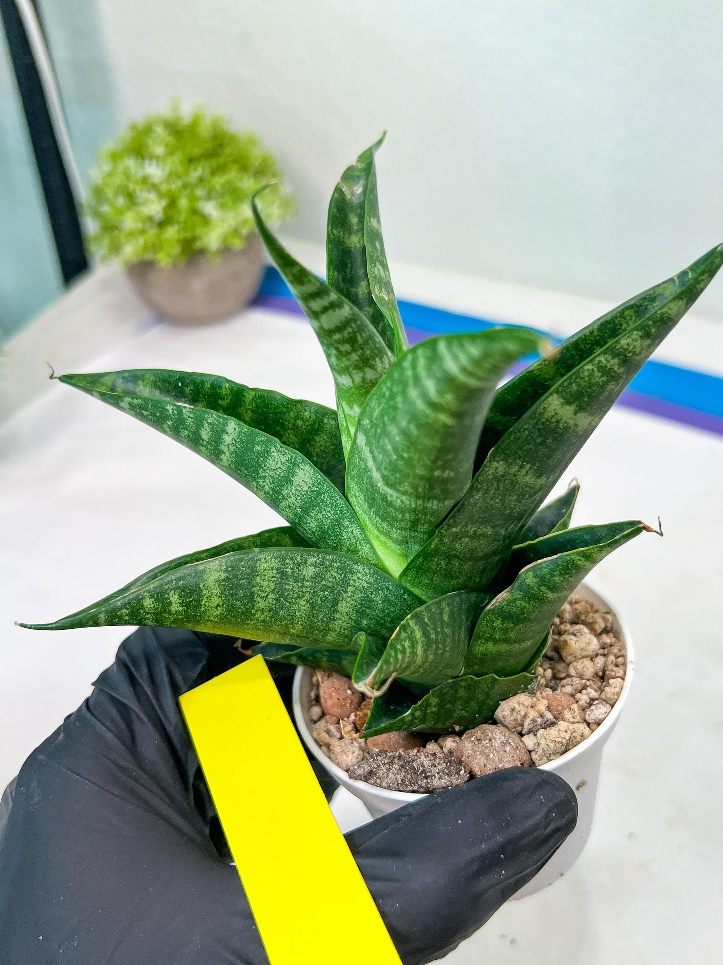 Sansevieria Black Diamond (#35) | Rare Import | Hybrids