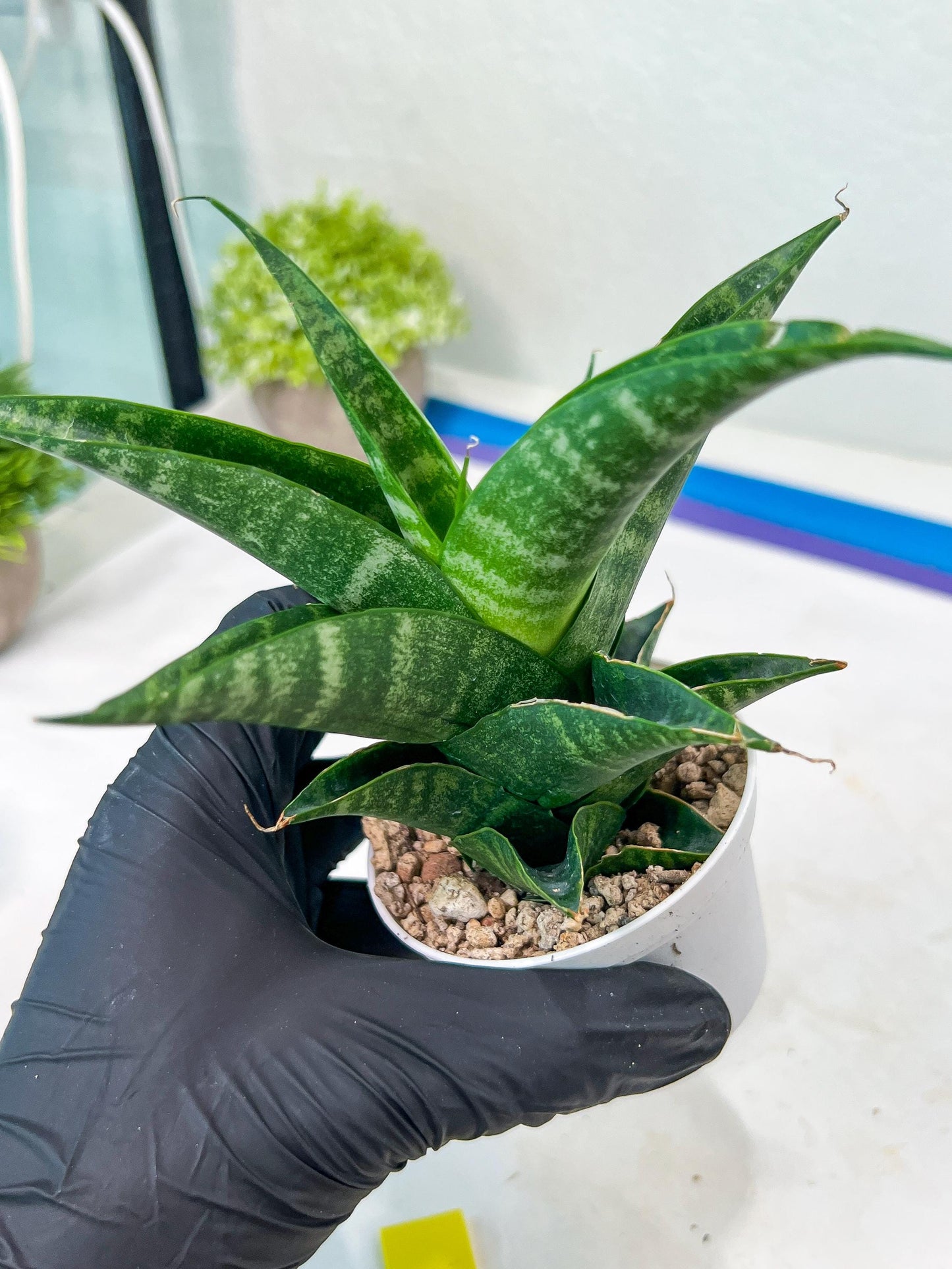 Sansevieria Black Diamond (#35) | Rare Import | Hybrids