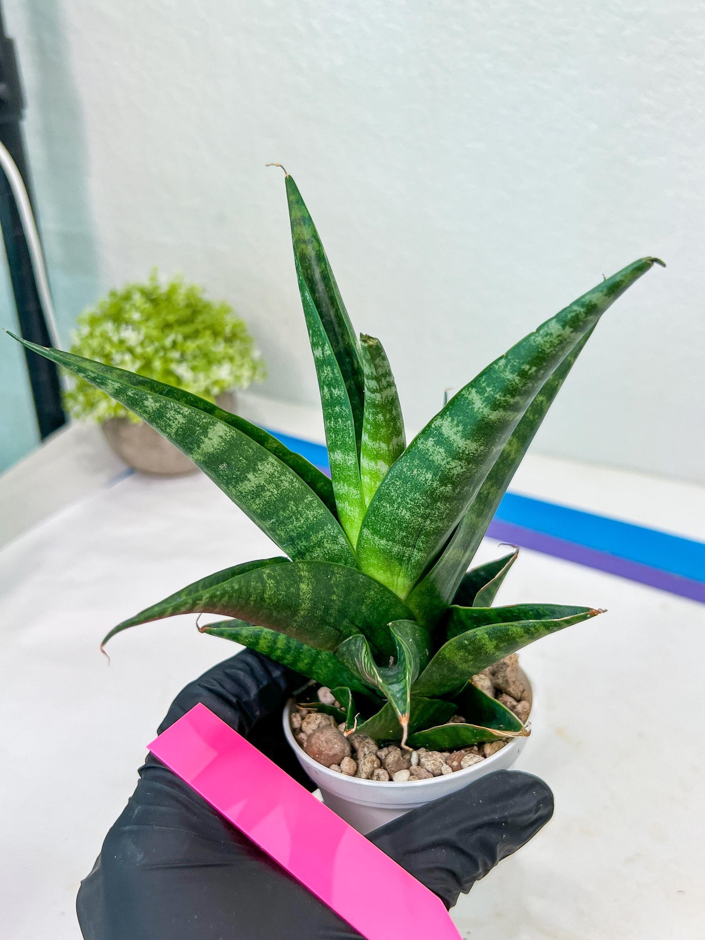 Sansevieria Black Diamond (#35) | Rare Import | Hybrids
