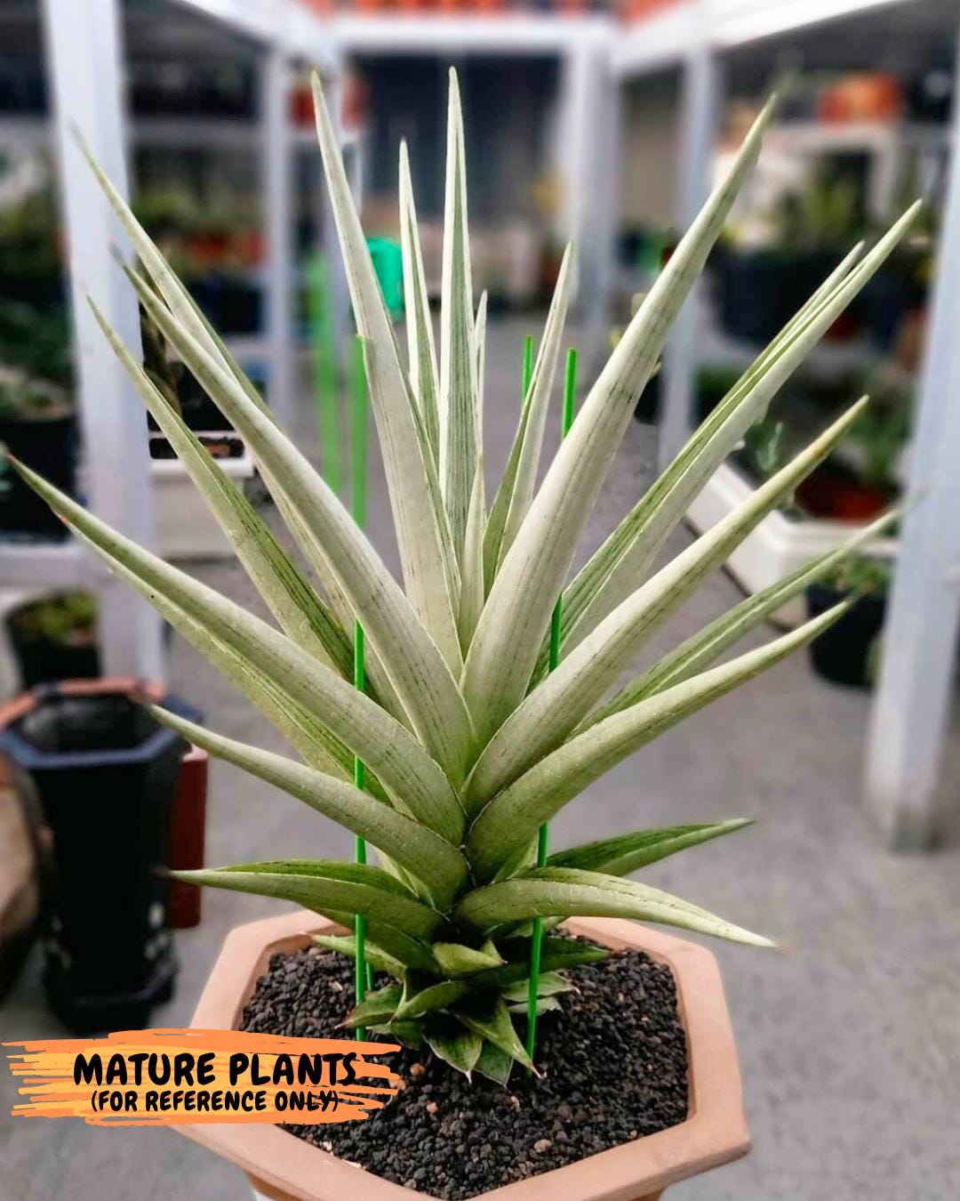Sansevieria Cinta (#H36) | Imported Hybrids
