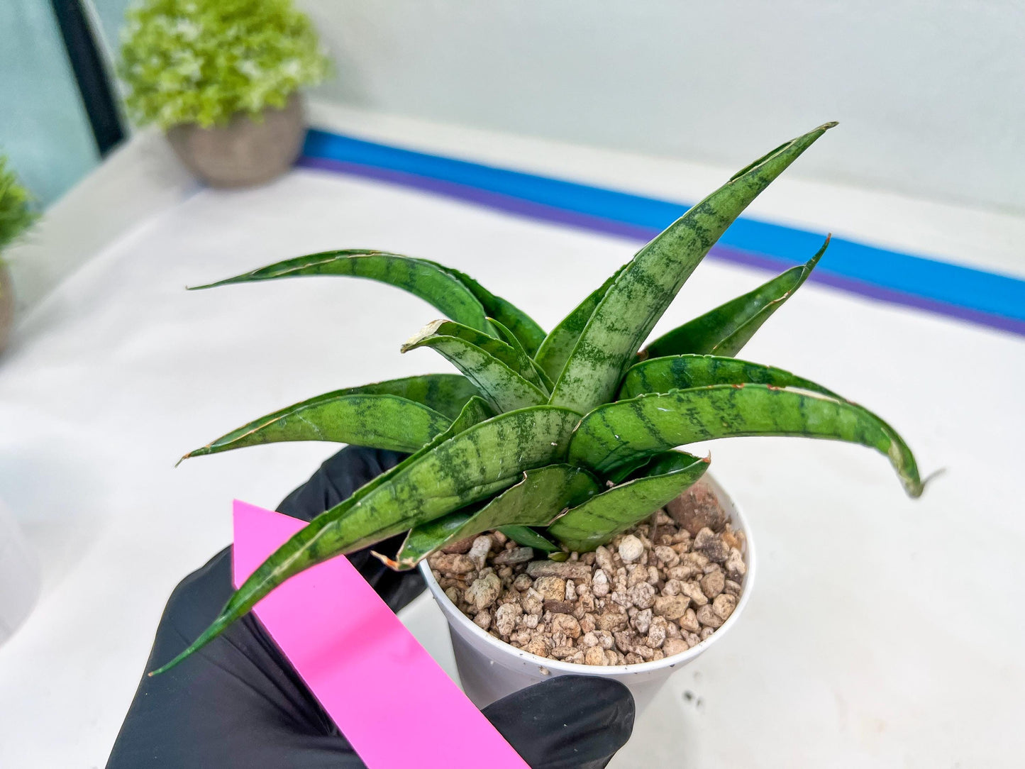 Sansevieria Dampit (#H37) | Imported New Hybrids