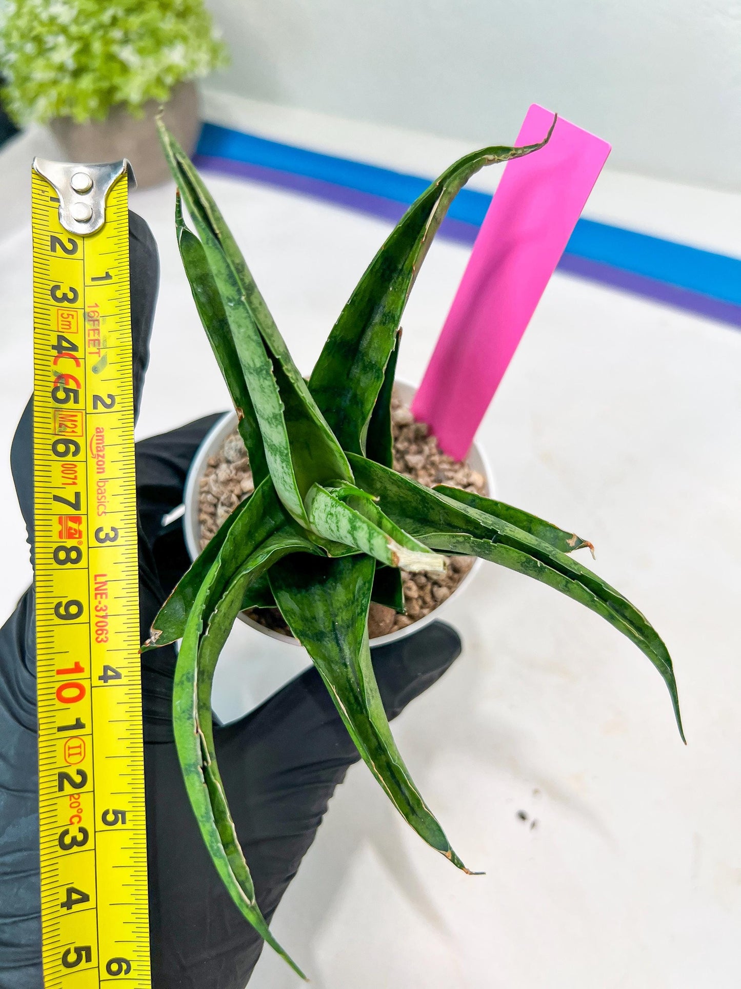 Sansevieria Dampit (#H37) | Imported New Hybrids