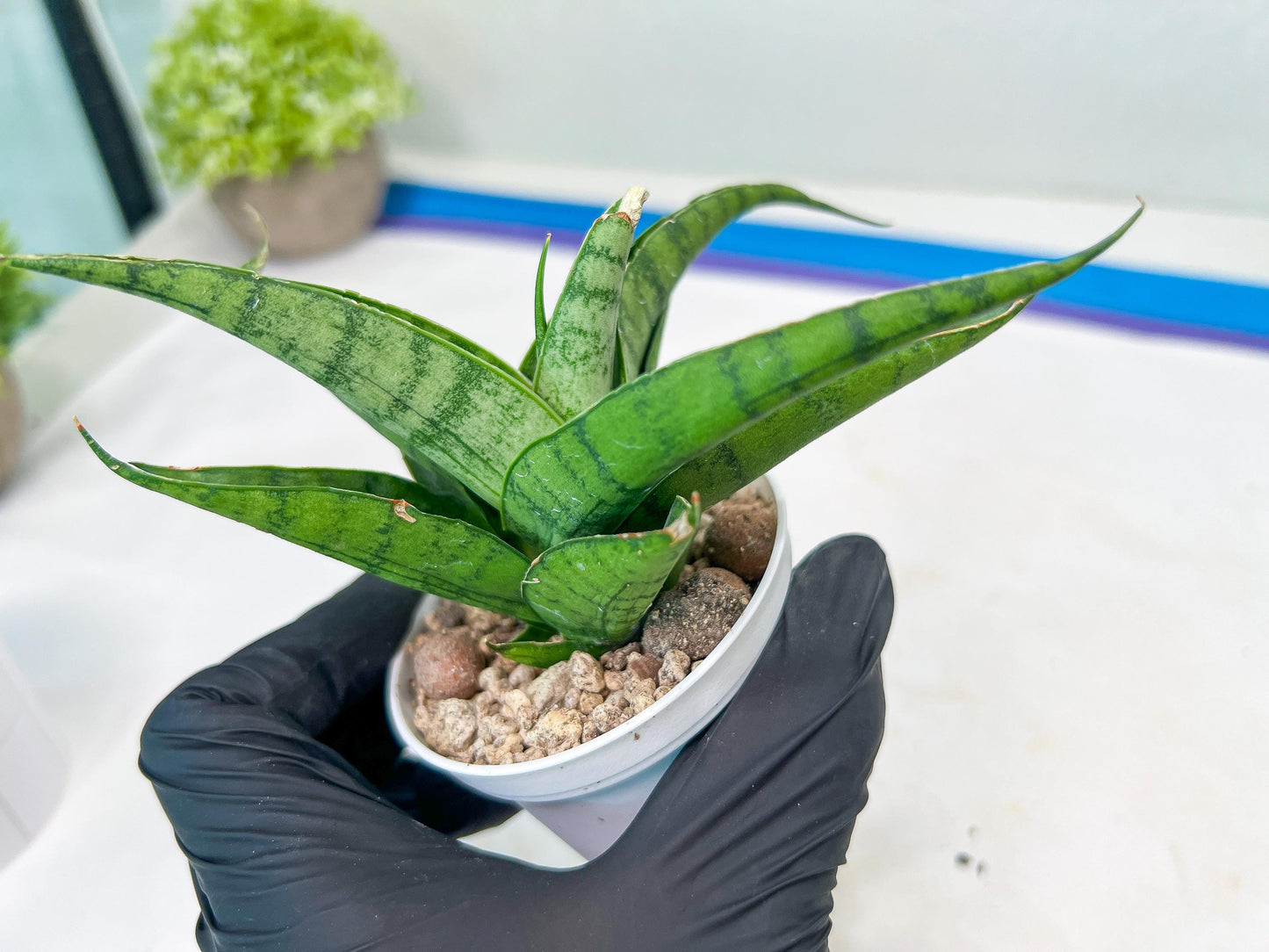 Sansevieria Dampit (#H37) | Imported New Hybrids