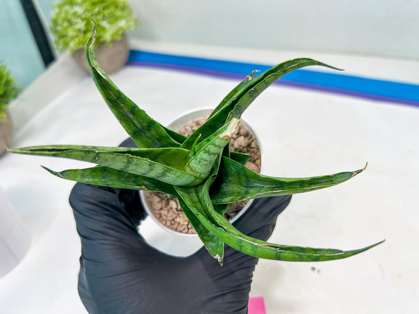 Sansevieria Dampit (#H37) | Imported New Hybrids