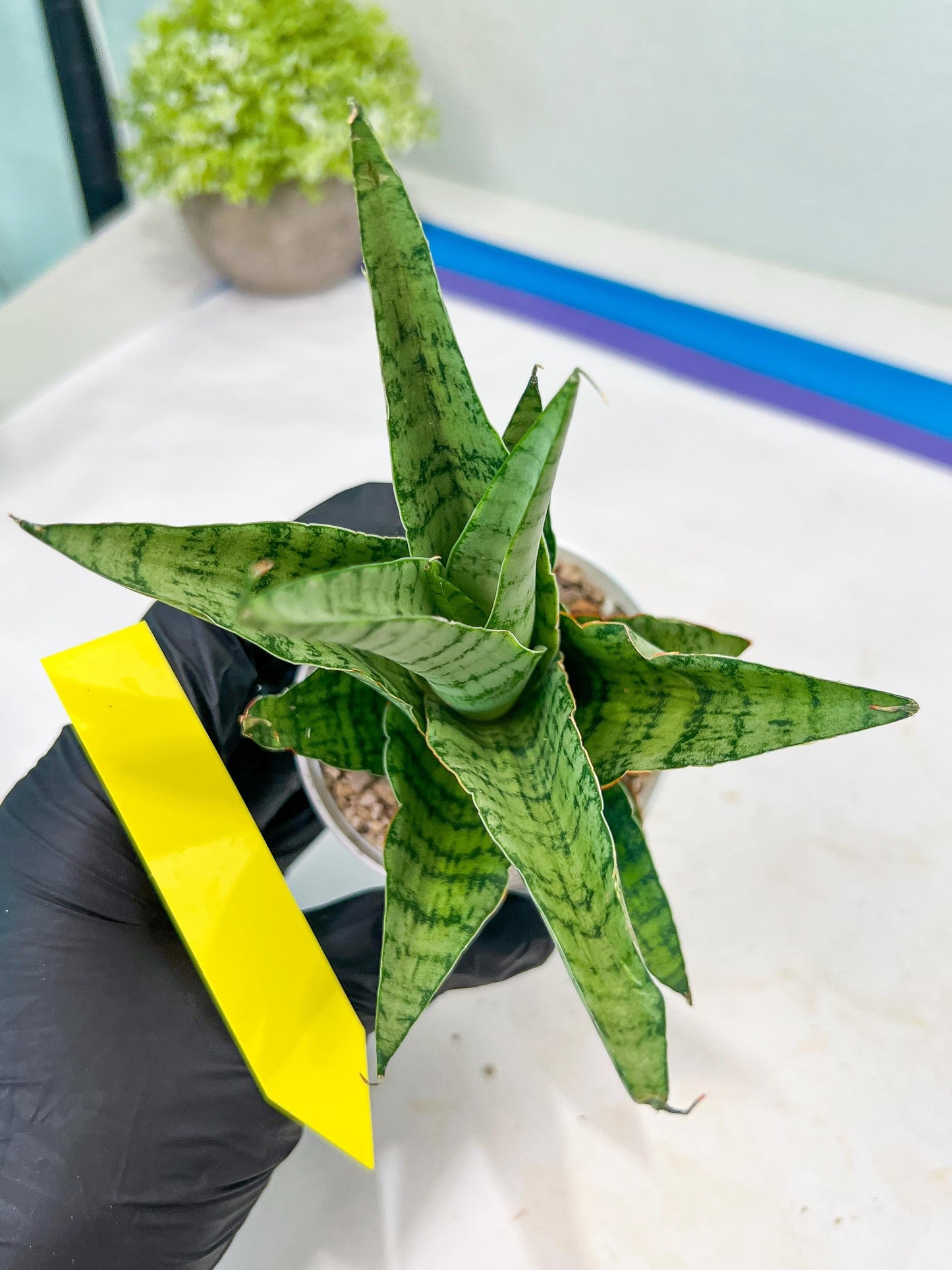 Sansevieria Galaxy (#H39) | Imported Hybrids