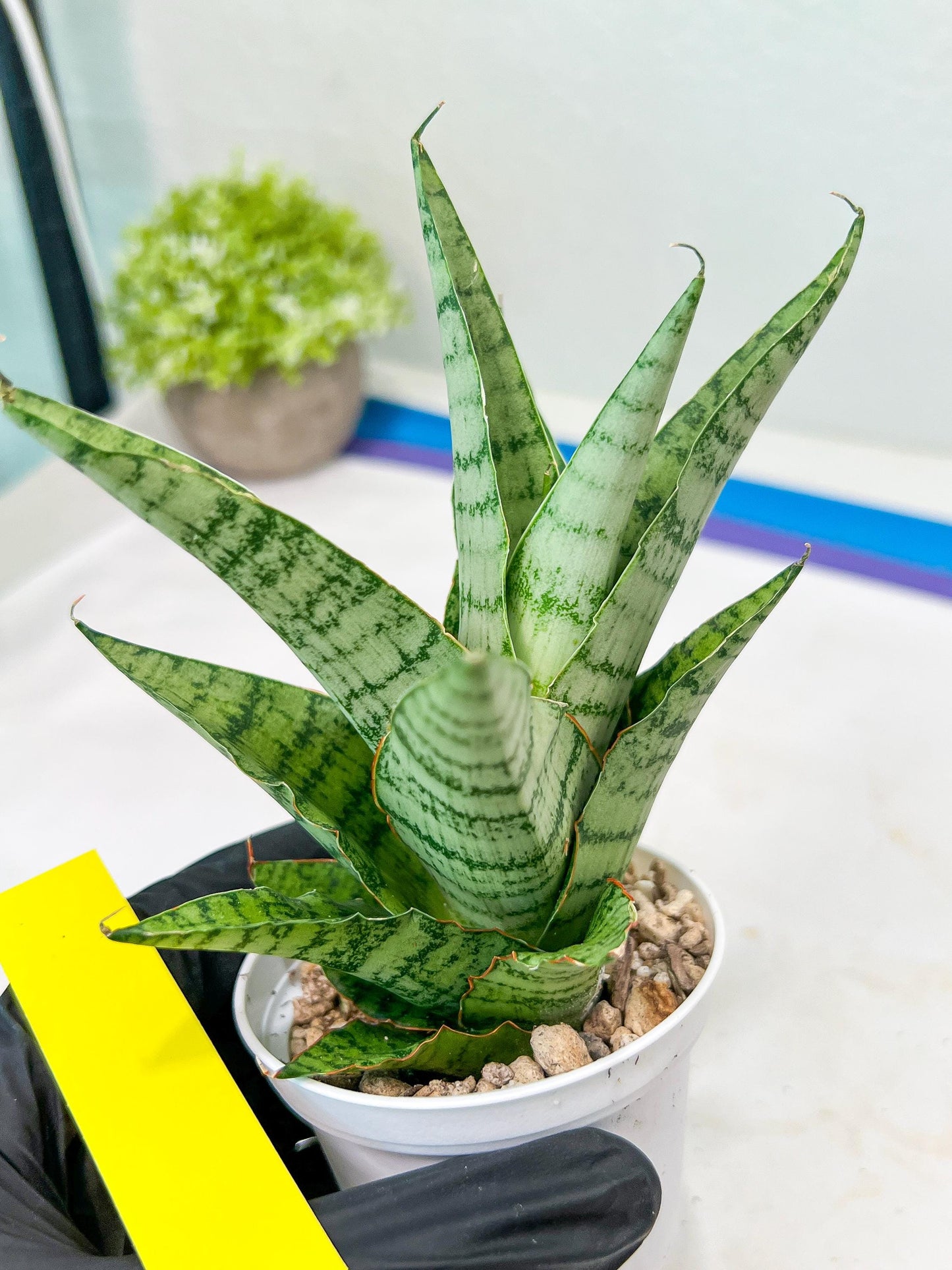 Sansevieria Galaxy (#H39) | Imported Hybrids