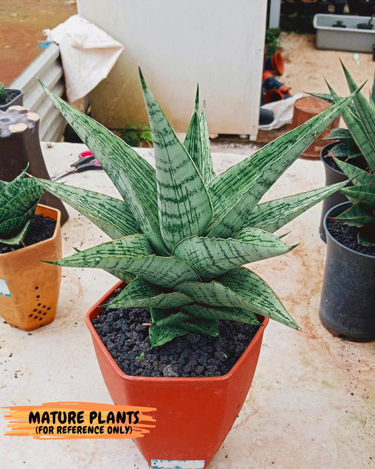 Sansevieria Kahyangan (#H40) | Imported Hybrids
