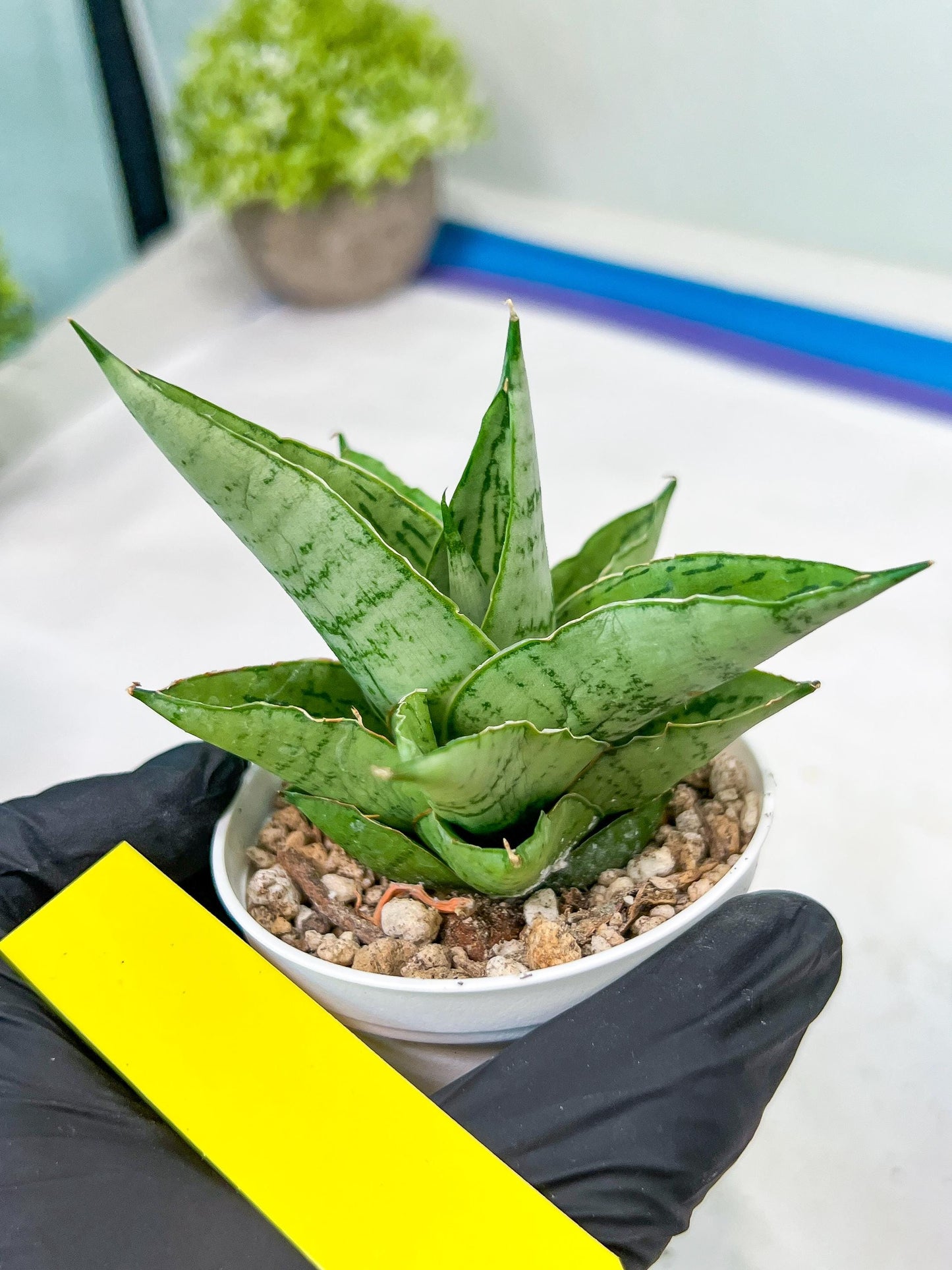 Sansevieria Kahyangan (#H40) | Imported Hybrids