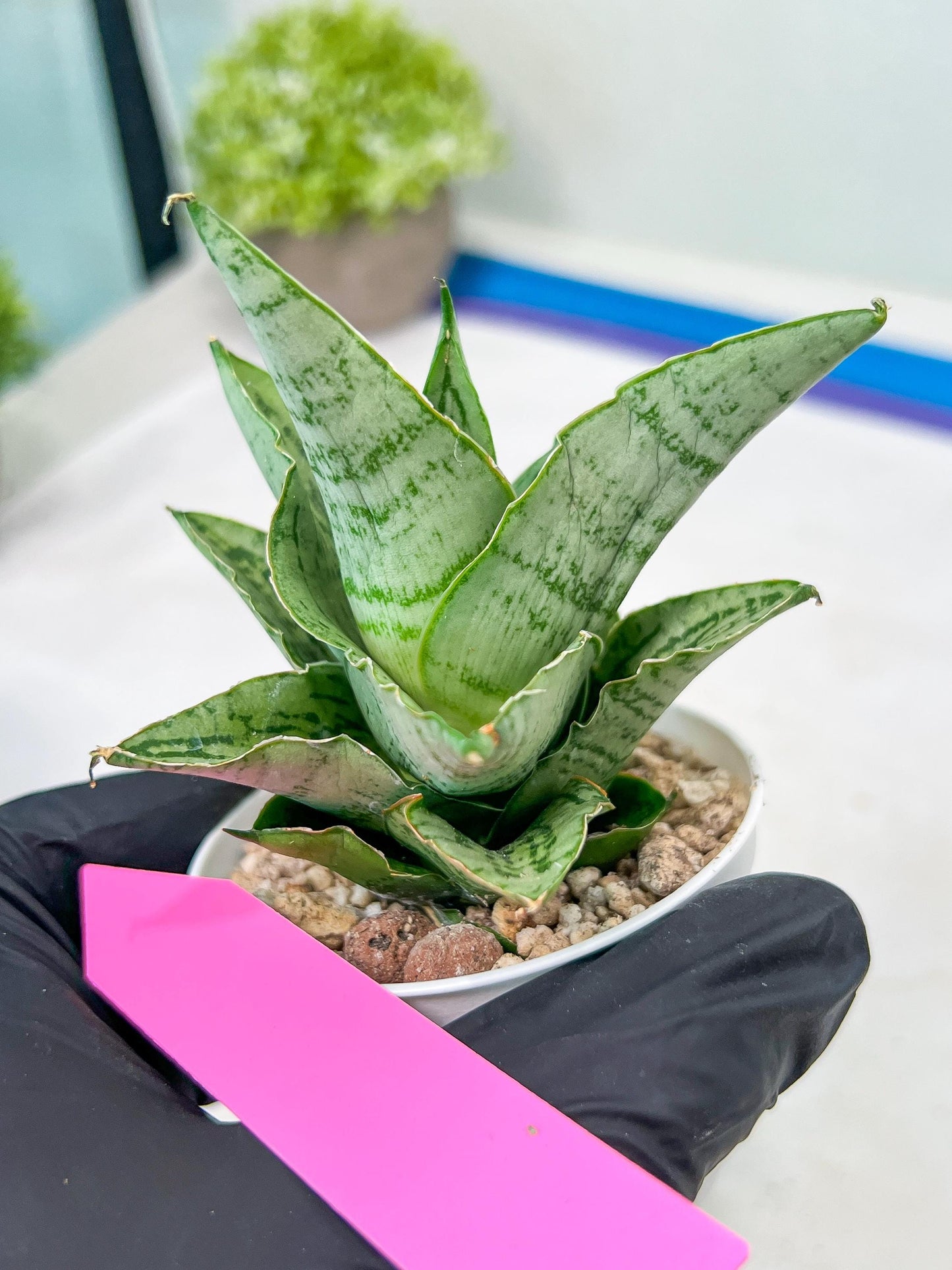 Sansevieria Kahyangan (#H40) | Imported Hybrids
