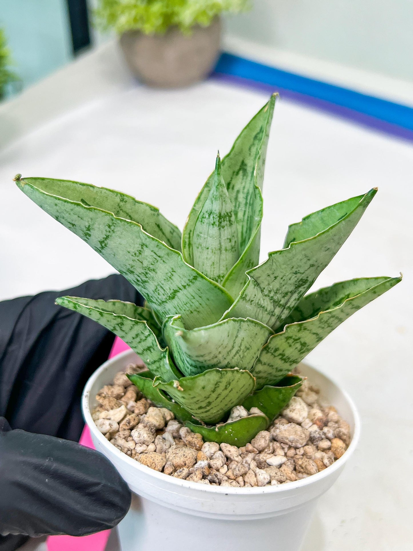 Sansevieria Kahyangan (#H40) | Imported Hybrids