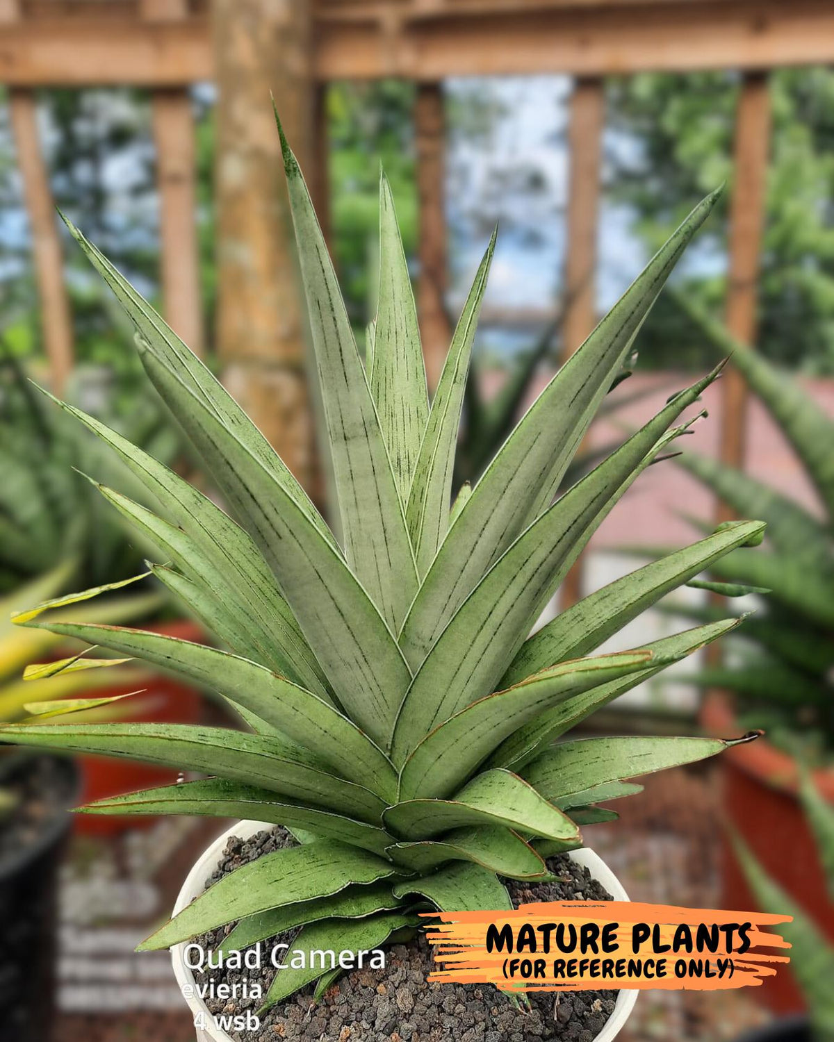 Sansevieria Kumara (Ba4) (8) | Imported Hybrids