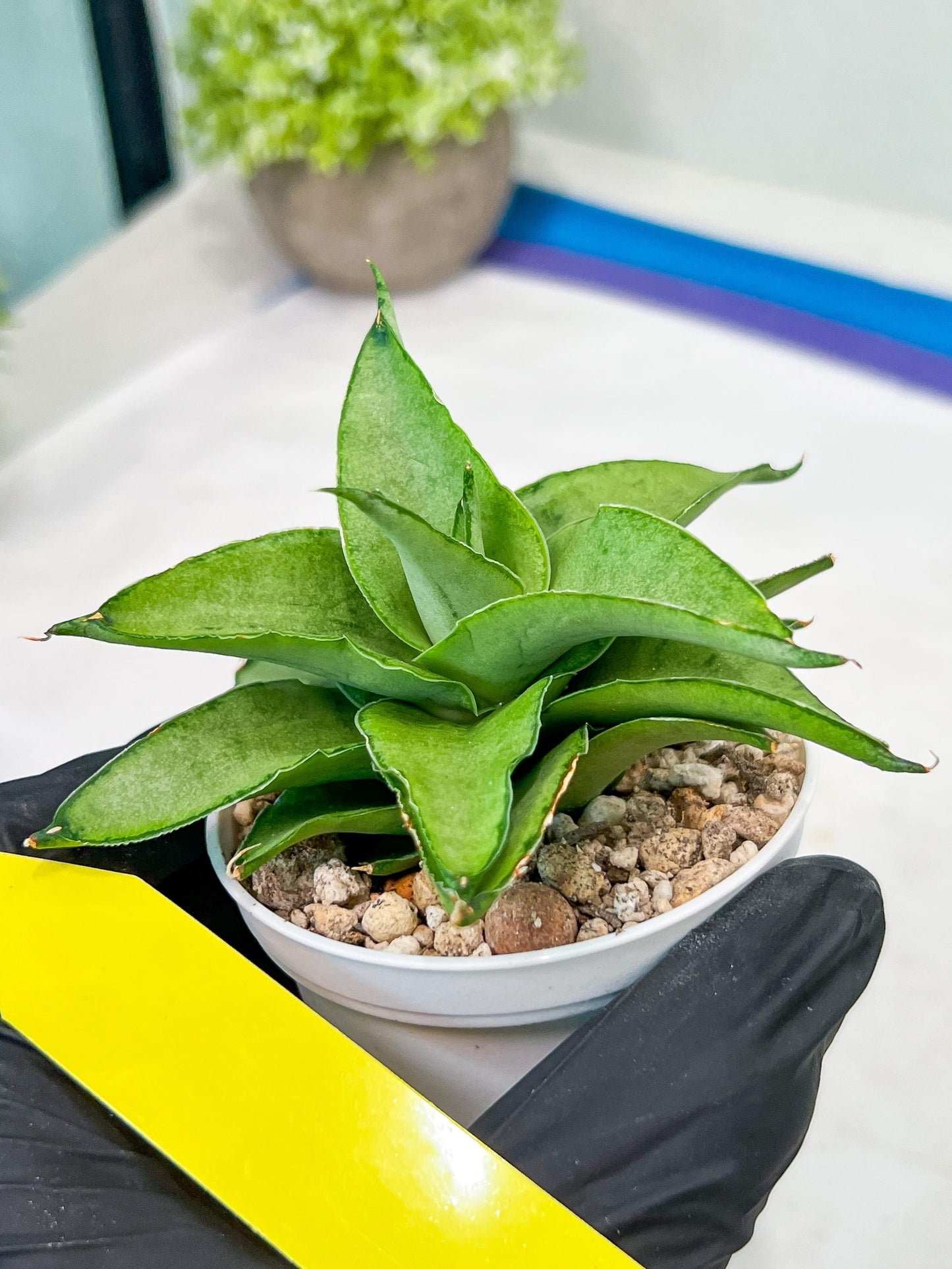 Sansevieria Kumara (#H41) | Imported Hybrids