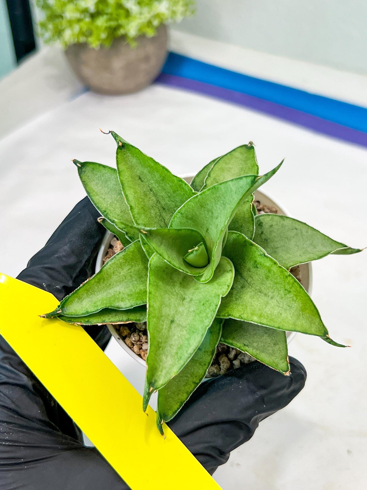 Sansevieria Kumara (#H41) | Imported Hybrids