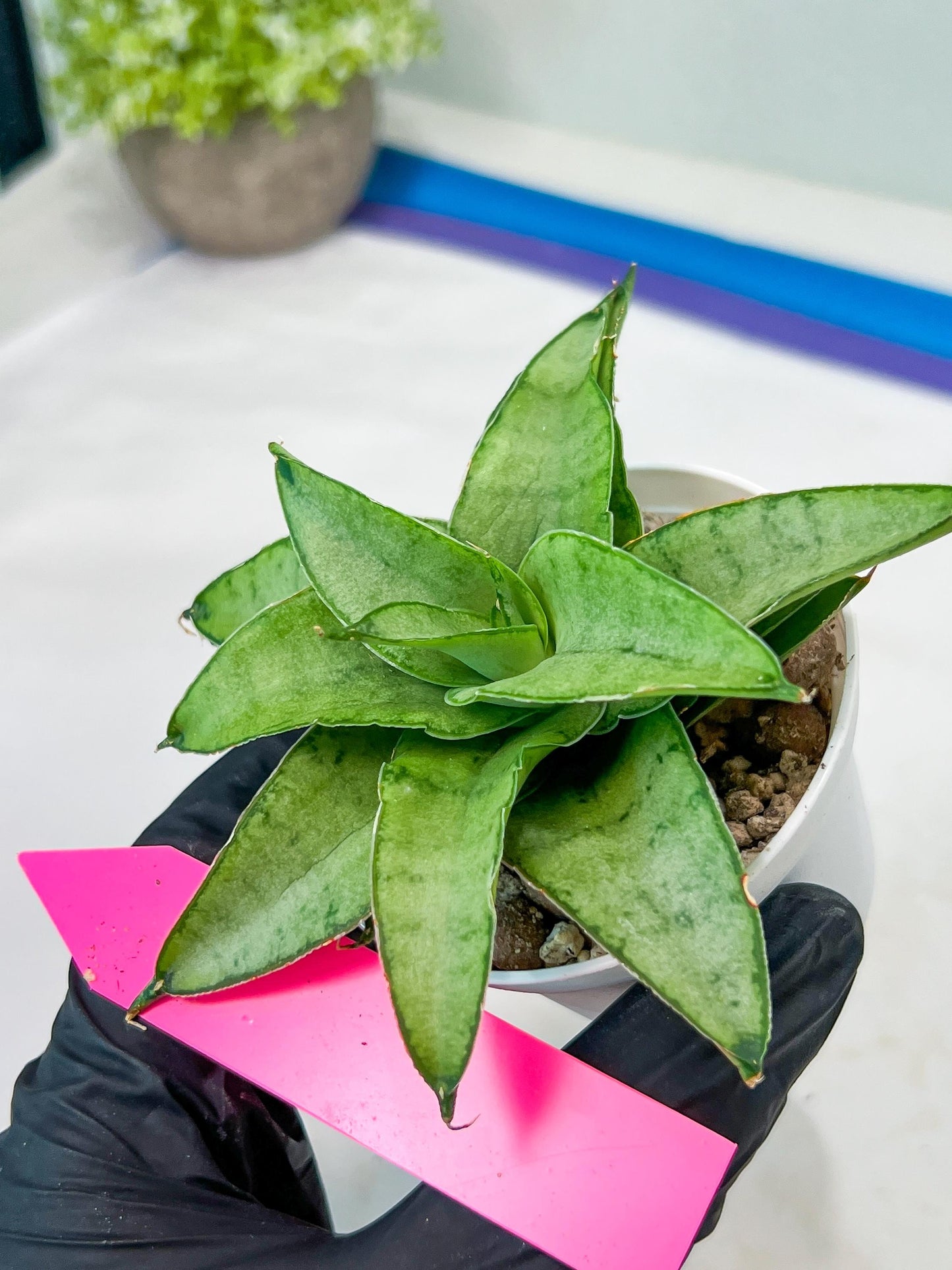 Sansevieria Kumara (#H41) | Imported Hybrids