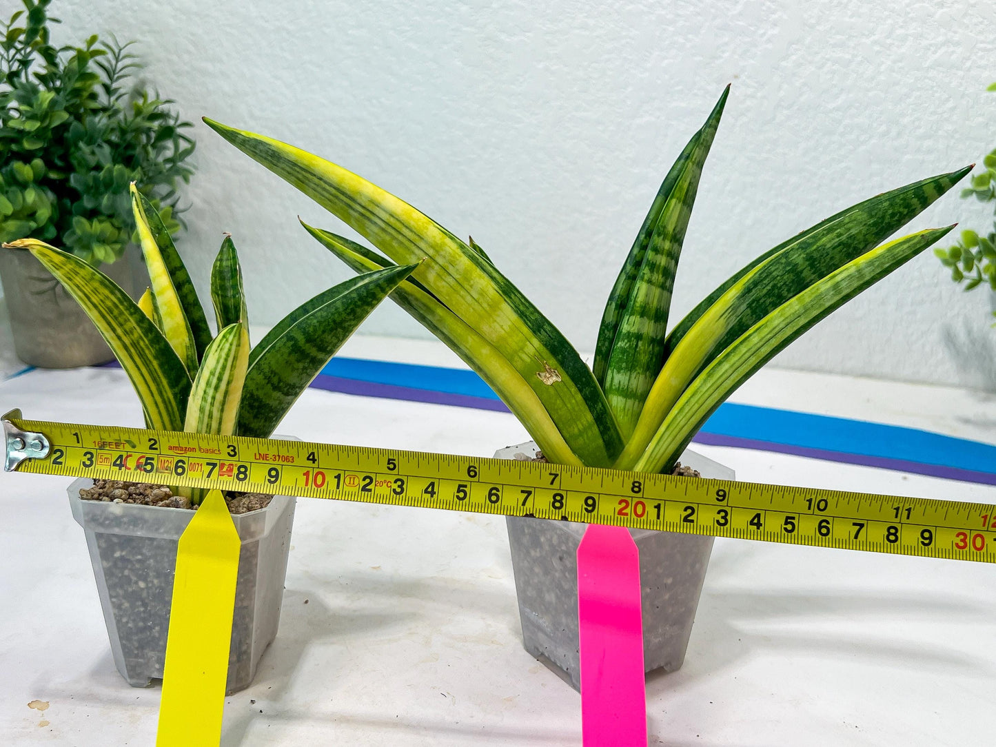 Sansevieria Marsha Anjani variegated (#H44) | Imported Plants