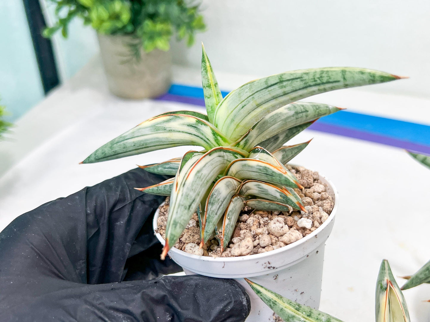 Sansevieria BLUE Cone White Variegated | Snake Plant | Rare Imported Plants