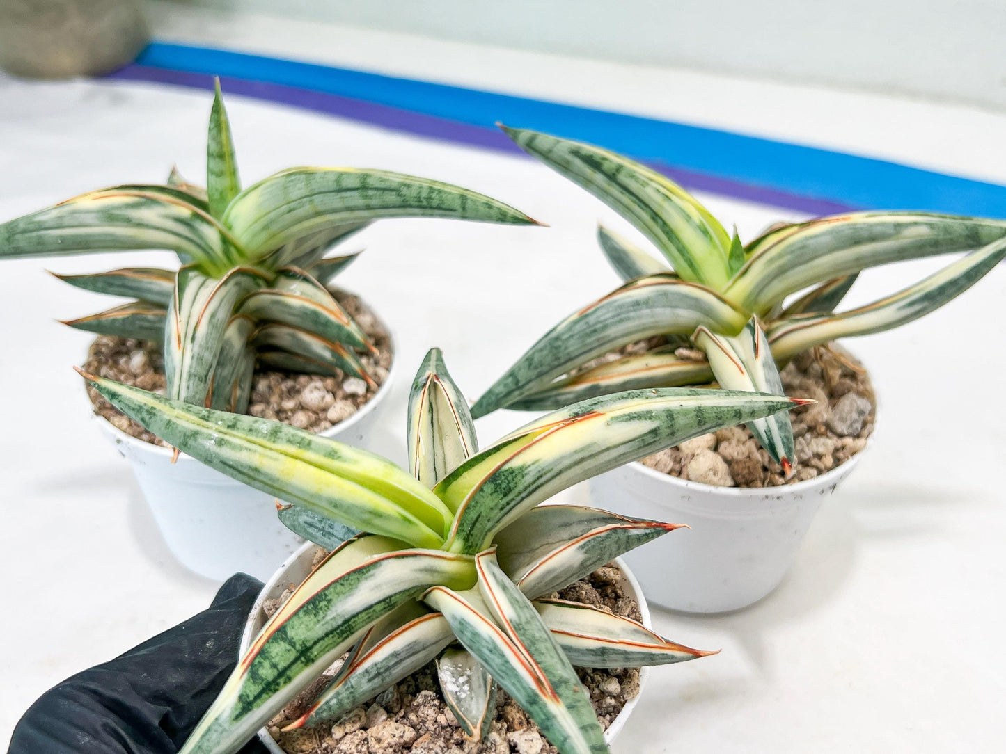 Sansevieria BLUE Cone White Variegated | Snake Plant | Rare Imported Plants