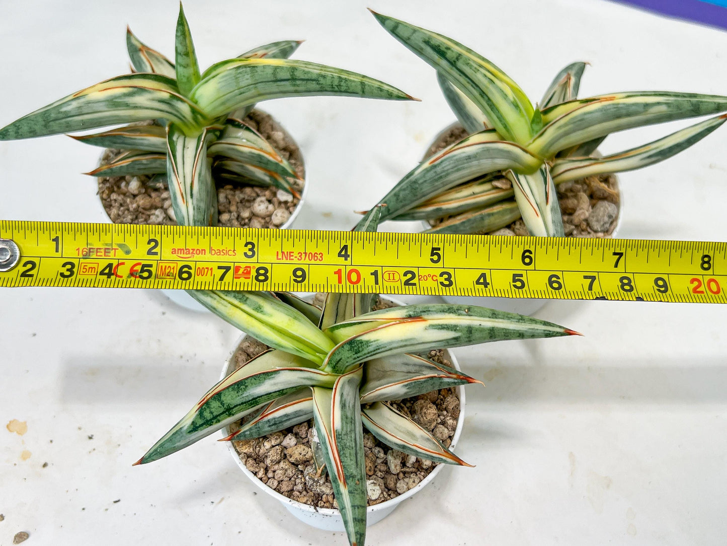 Sansevieria BLUE Cone White Variegated | Snake Plant | Rare Imported Plants