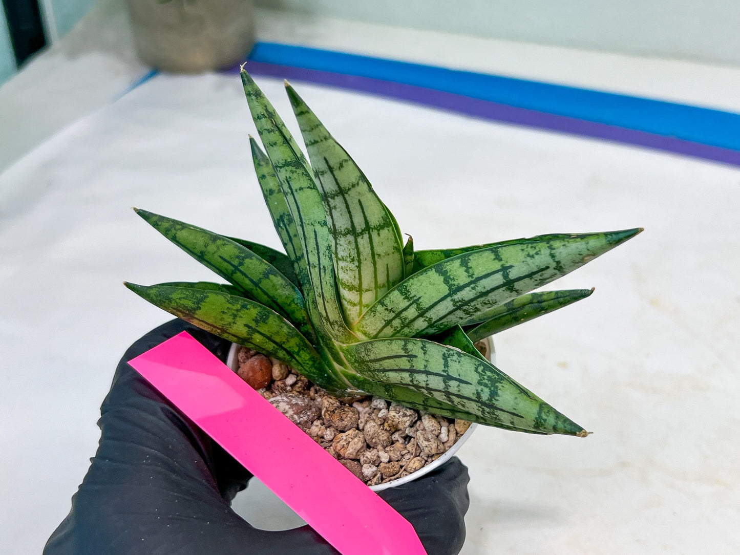 Sansevieria Manja (#H43) | Imported Hybrids