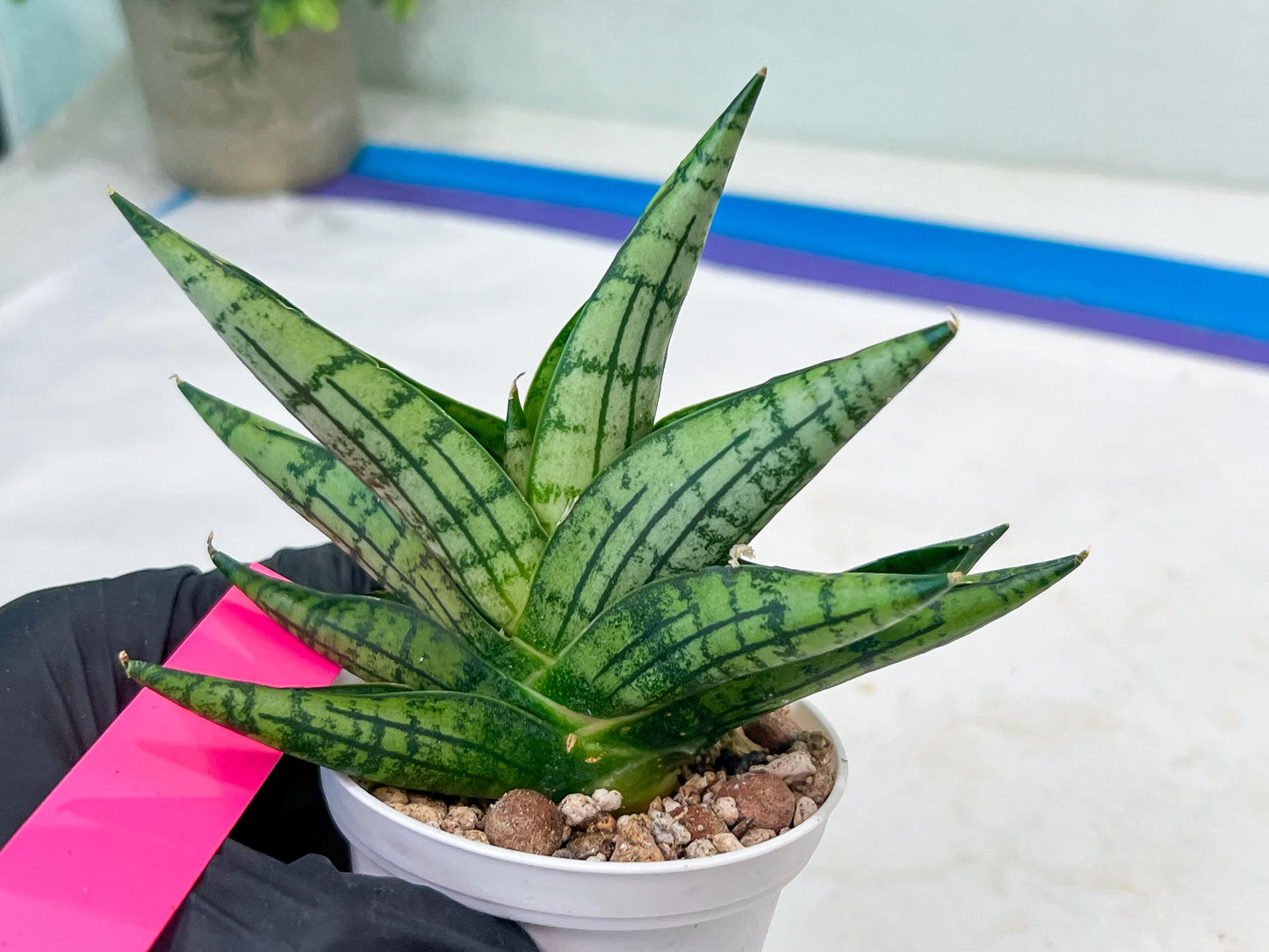 Sansevieria Manja (#H43) | Imported Hybrids