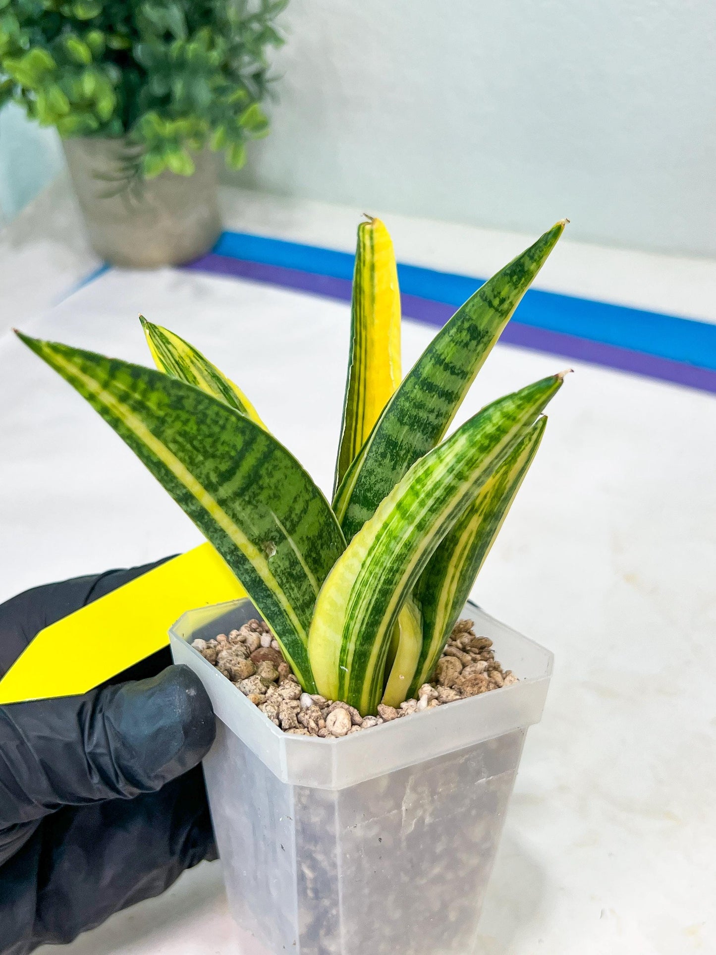 Sansevieria Marsha Anjani variegated (#H44) | Imported Plants