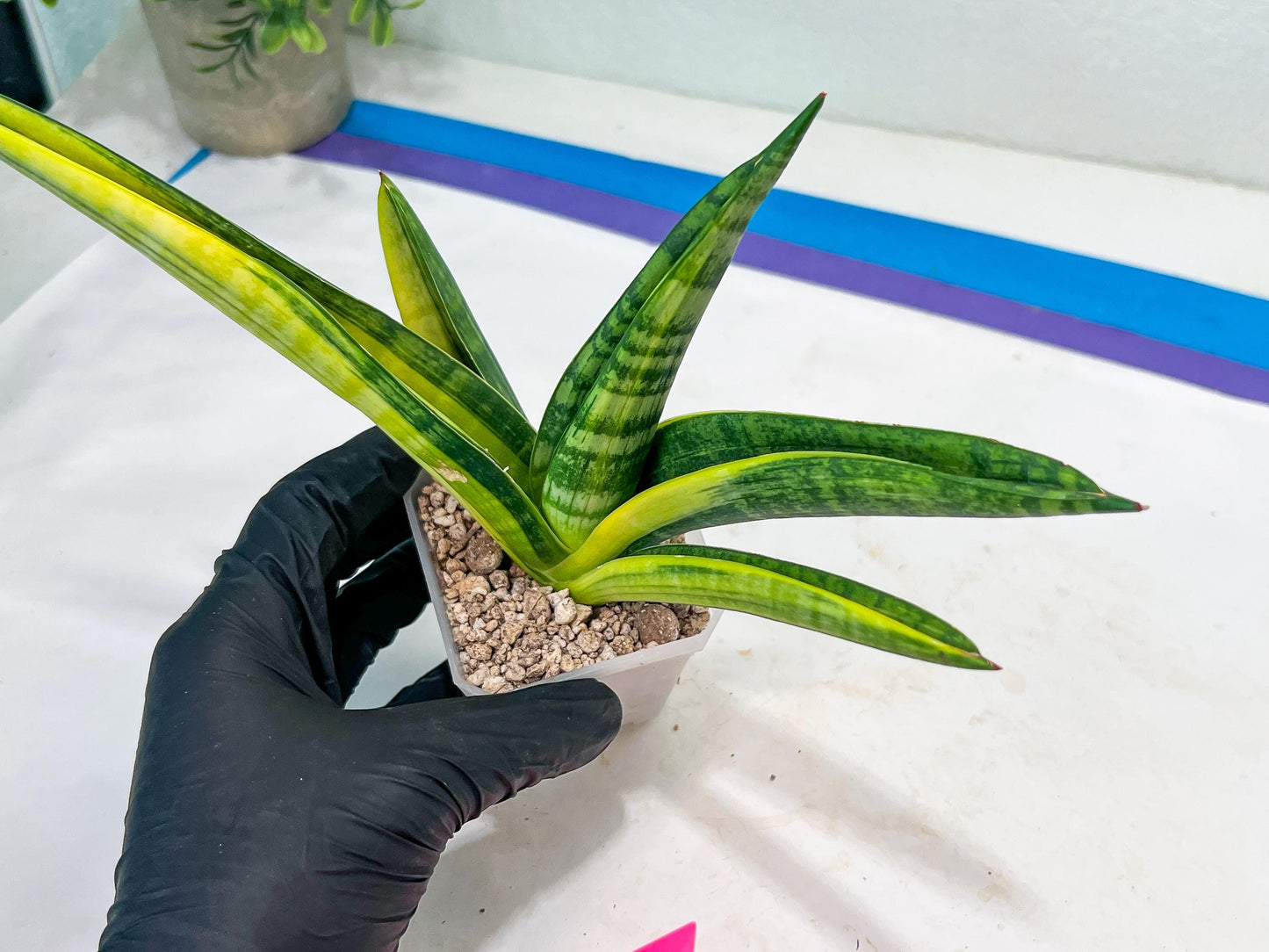 Sansevieria Marsha Anjani variegated (#H44) | Imported Plants