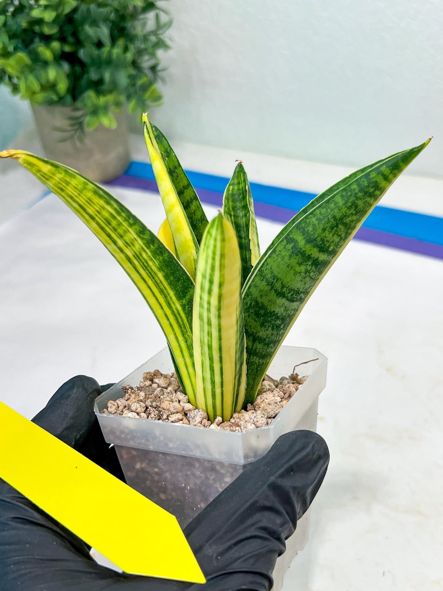 Sansevieria Marsha Anjani variegated (#H44) | Imported Plants