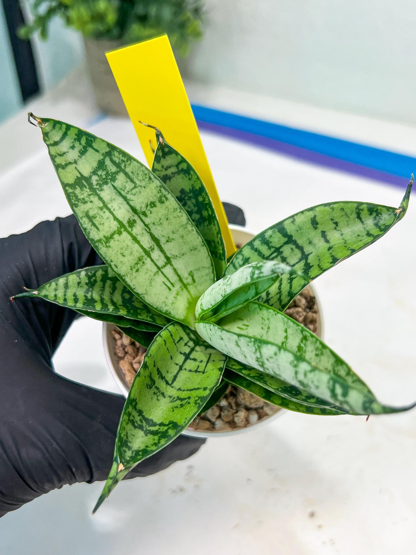 Sansevieria Pandawa (#H45) | Imported Snake Plant