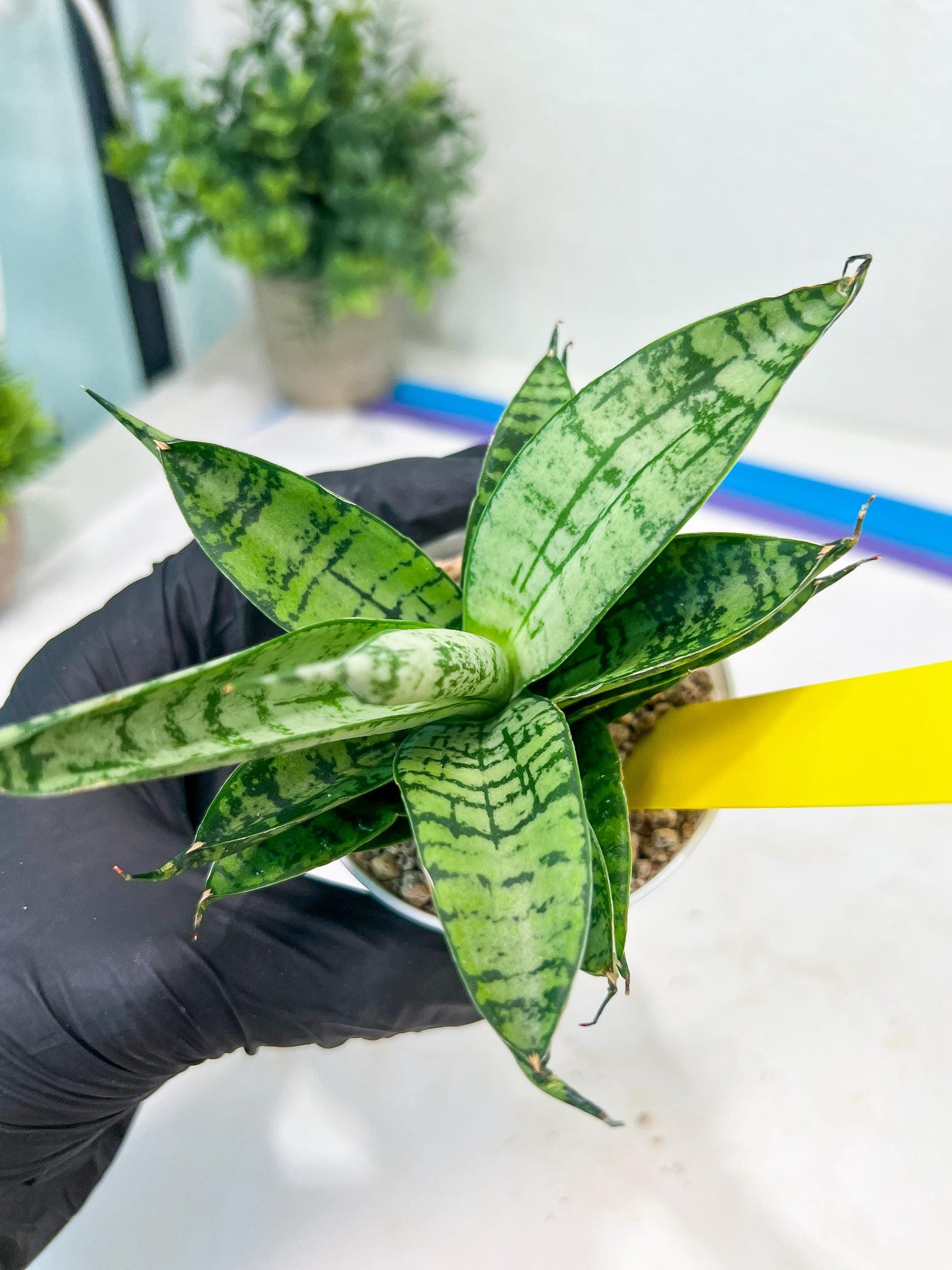 Sansevieria Pandawa (#H45) | Imported Snake Plant