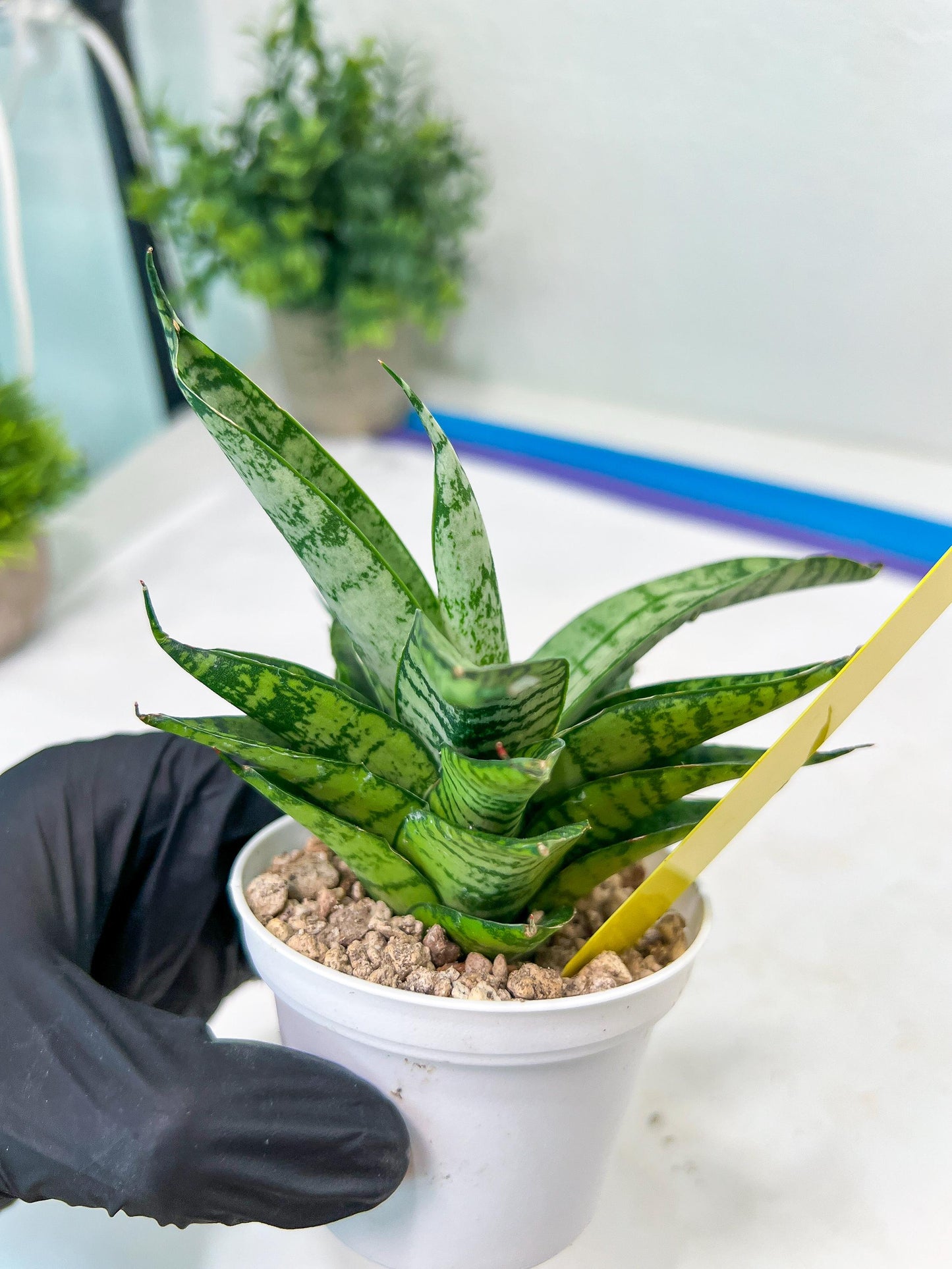 Sansevieria Pandawa (#H45) | Imported Snake Plant